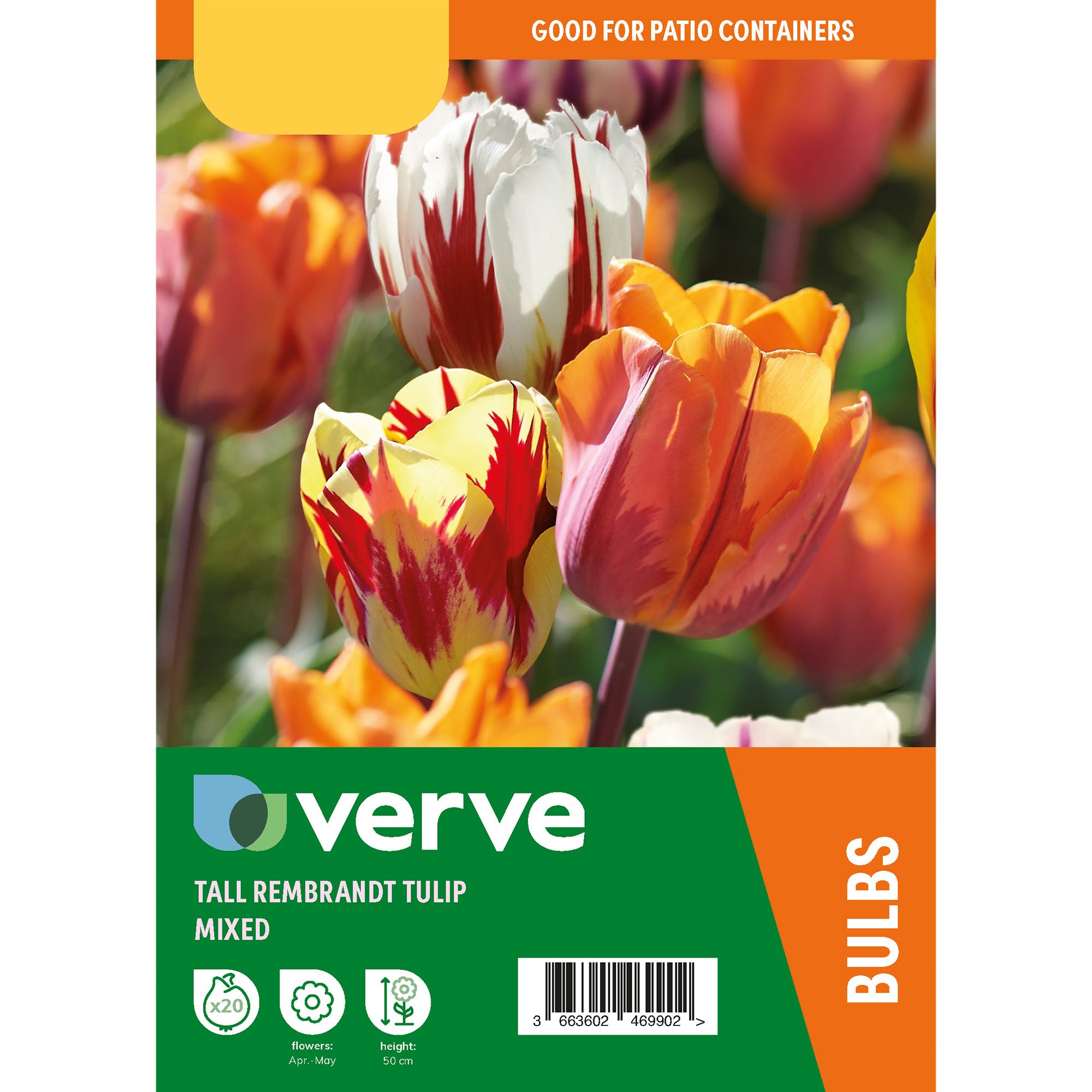 Tall Rembrandt Tulip Mixed 20 Flower bulbs - 6