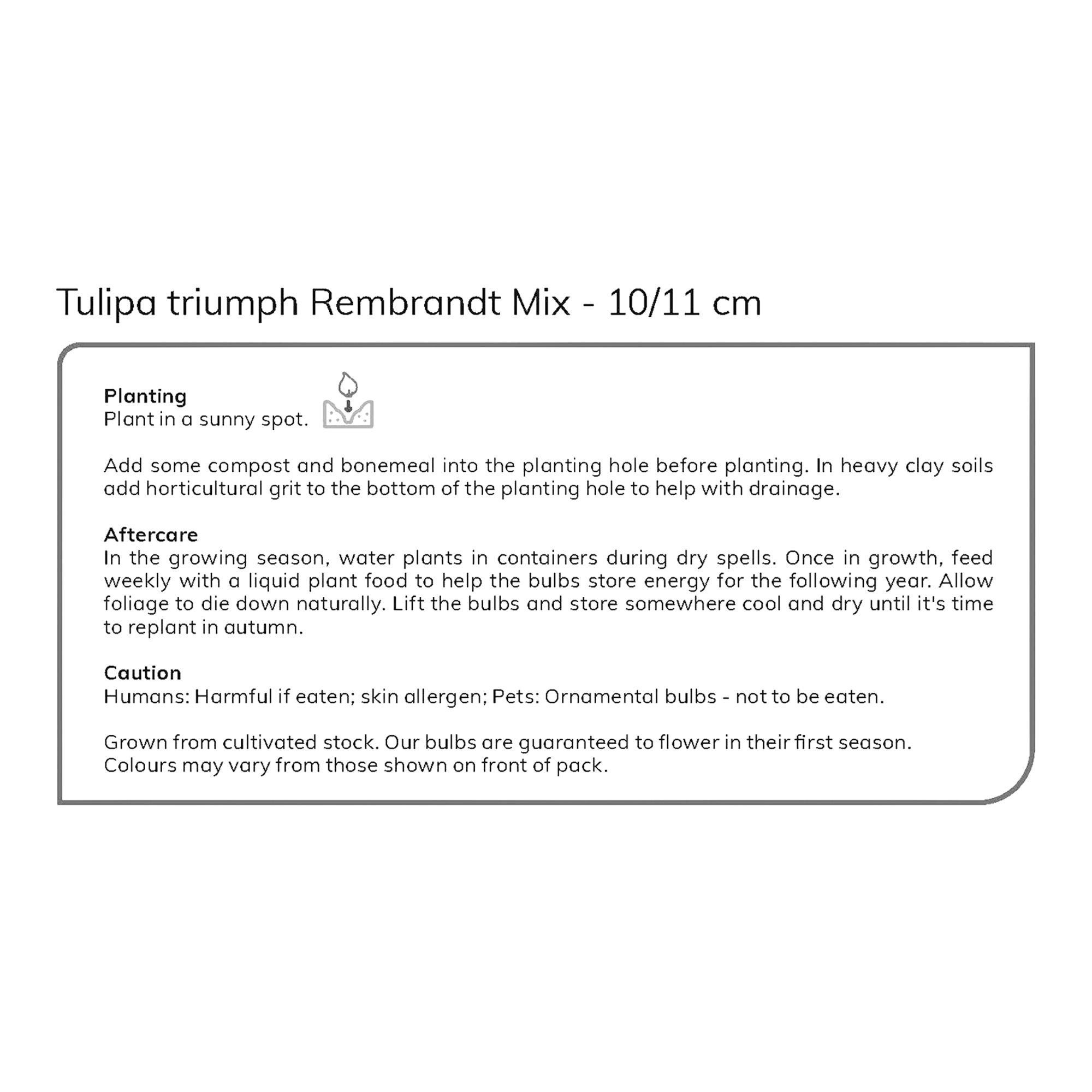 Tall Rembrandt Tulip Mixed 20 Flower bulbs - 7