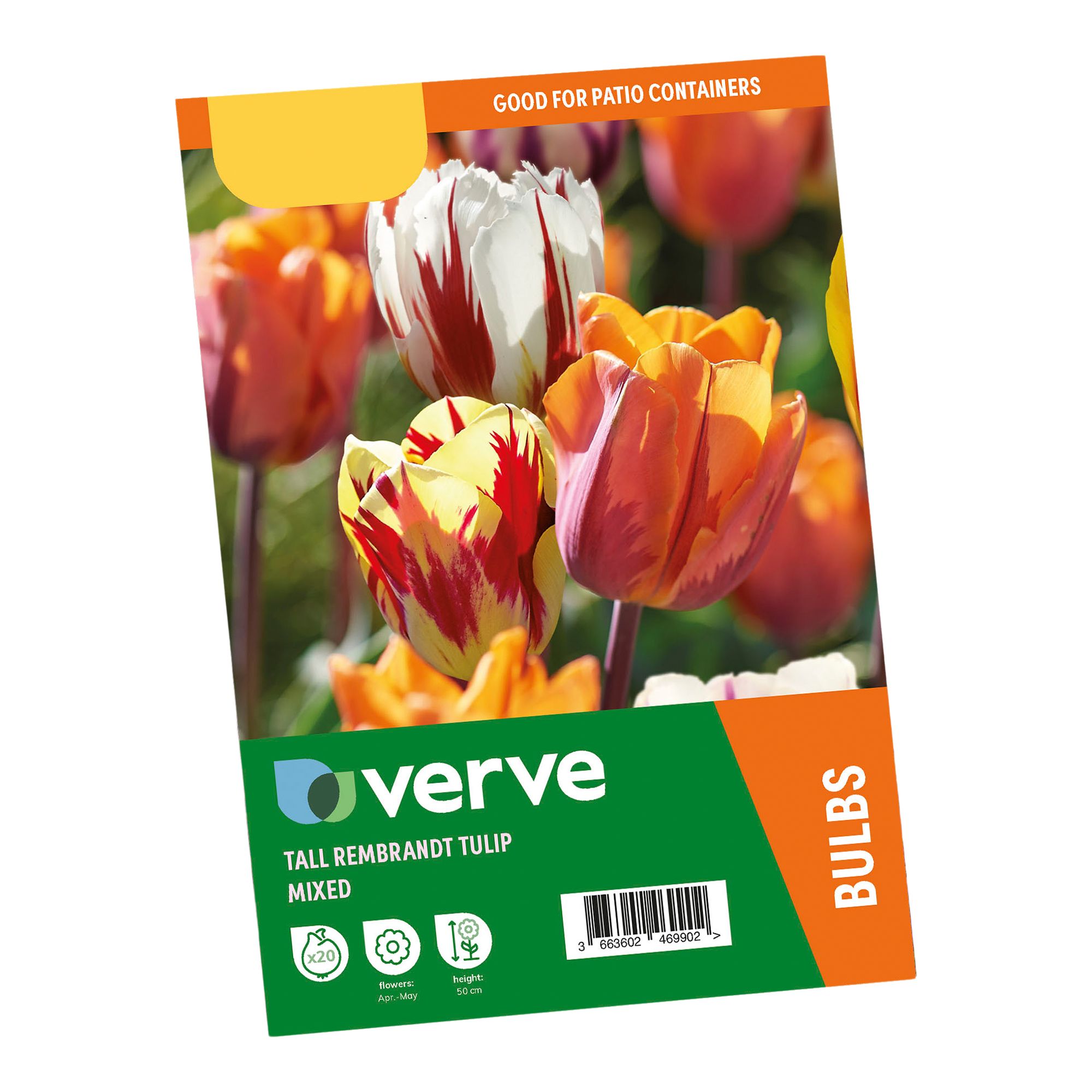 Tall Rembrandt Tulip Mixed 20 Flower bulbs - 5