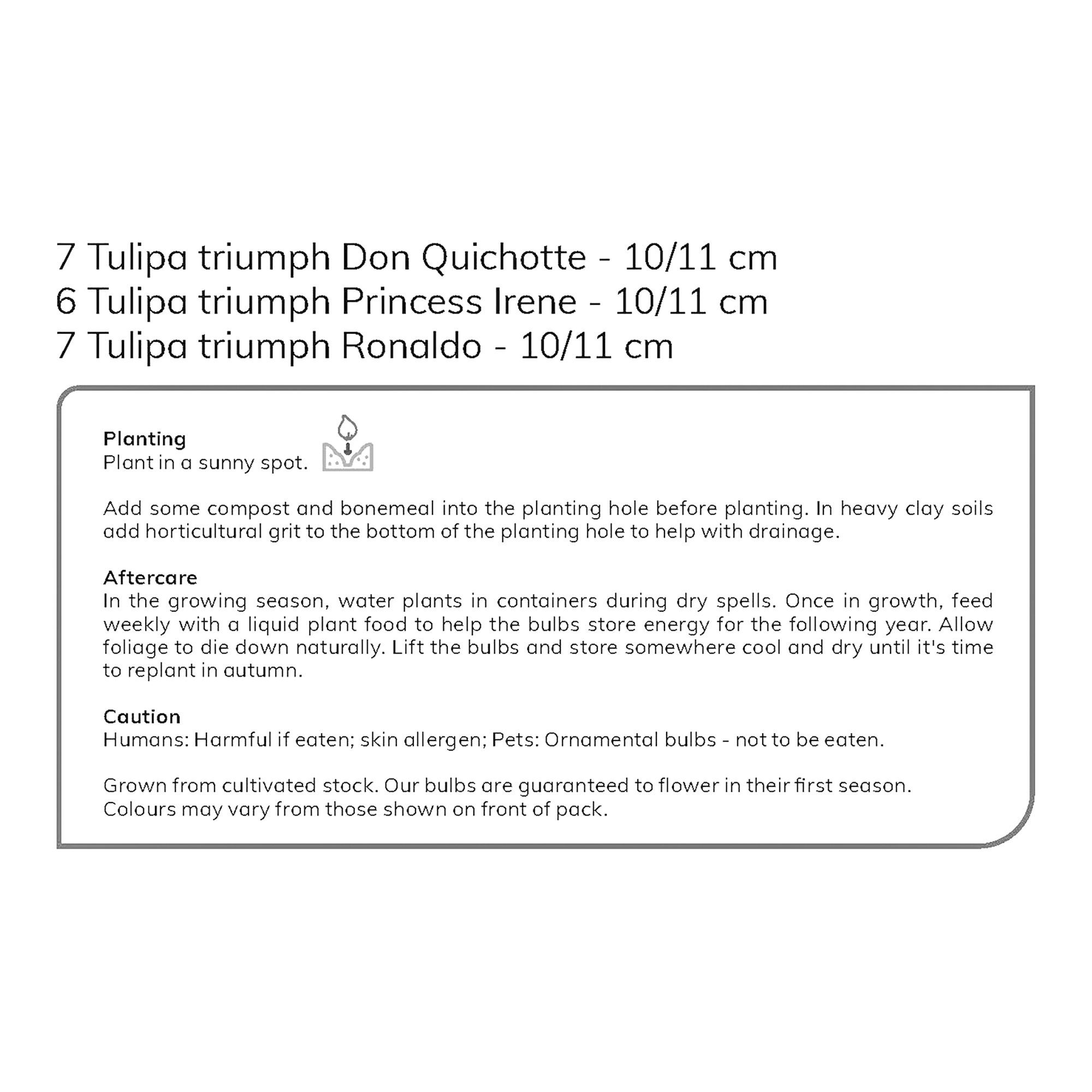 Tall Triumph Tulip Mixed 20 Flower bulbs - 5