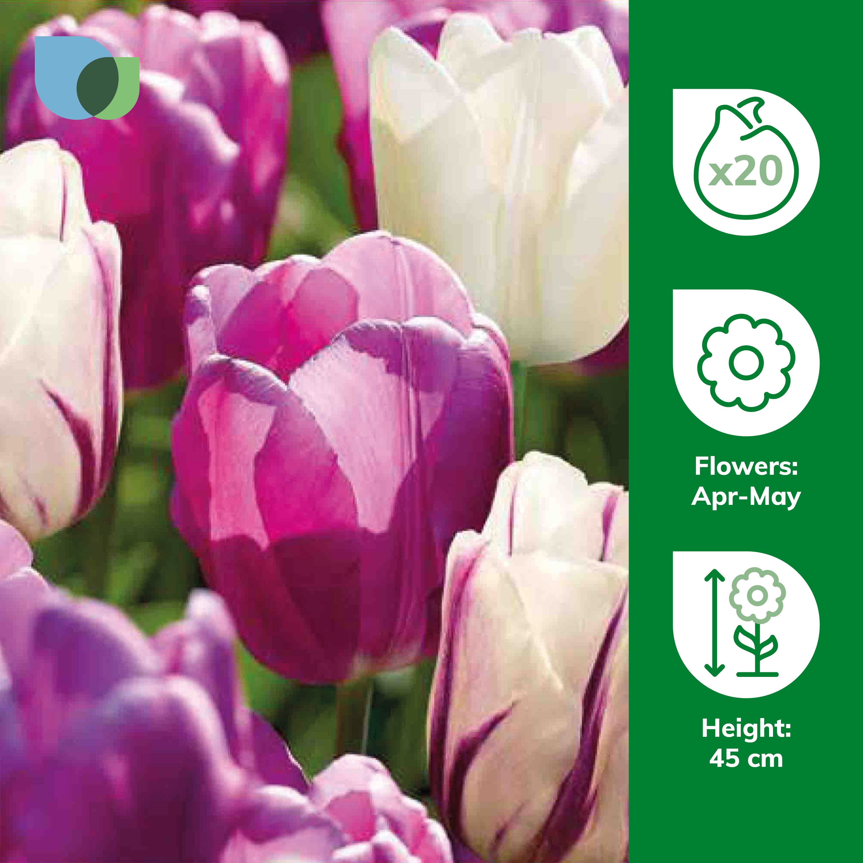 Tall Triumph Tulip Purple & White 20 Flower bulbs - 3