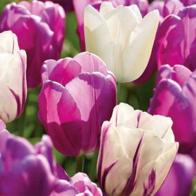 Tall Triumph Tulip Purple & White 20 Flower bulbs