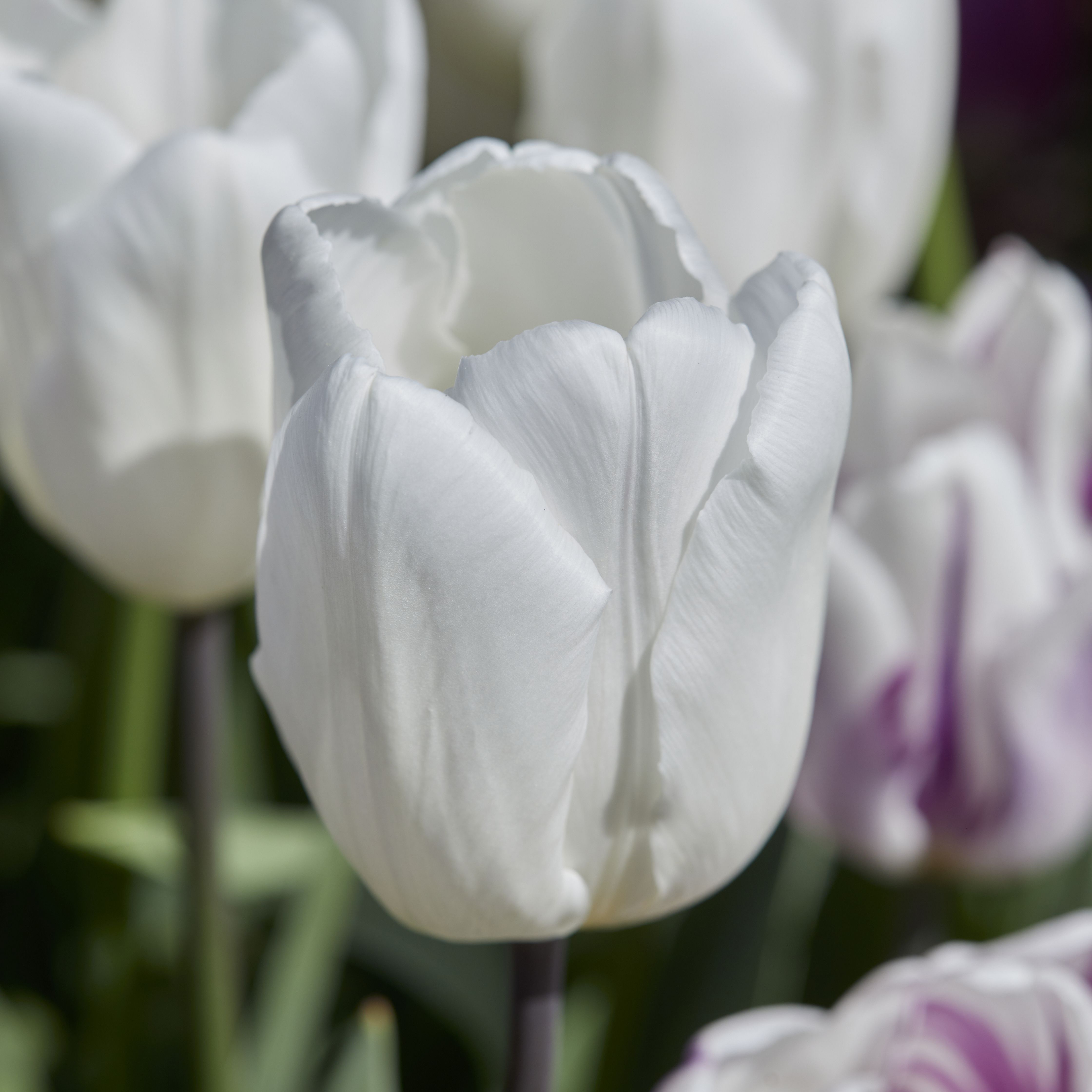 Tall Triumph Tulip Purple & White 20 Flower bulbs