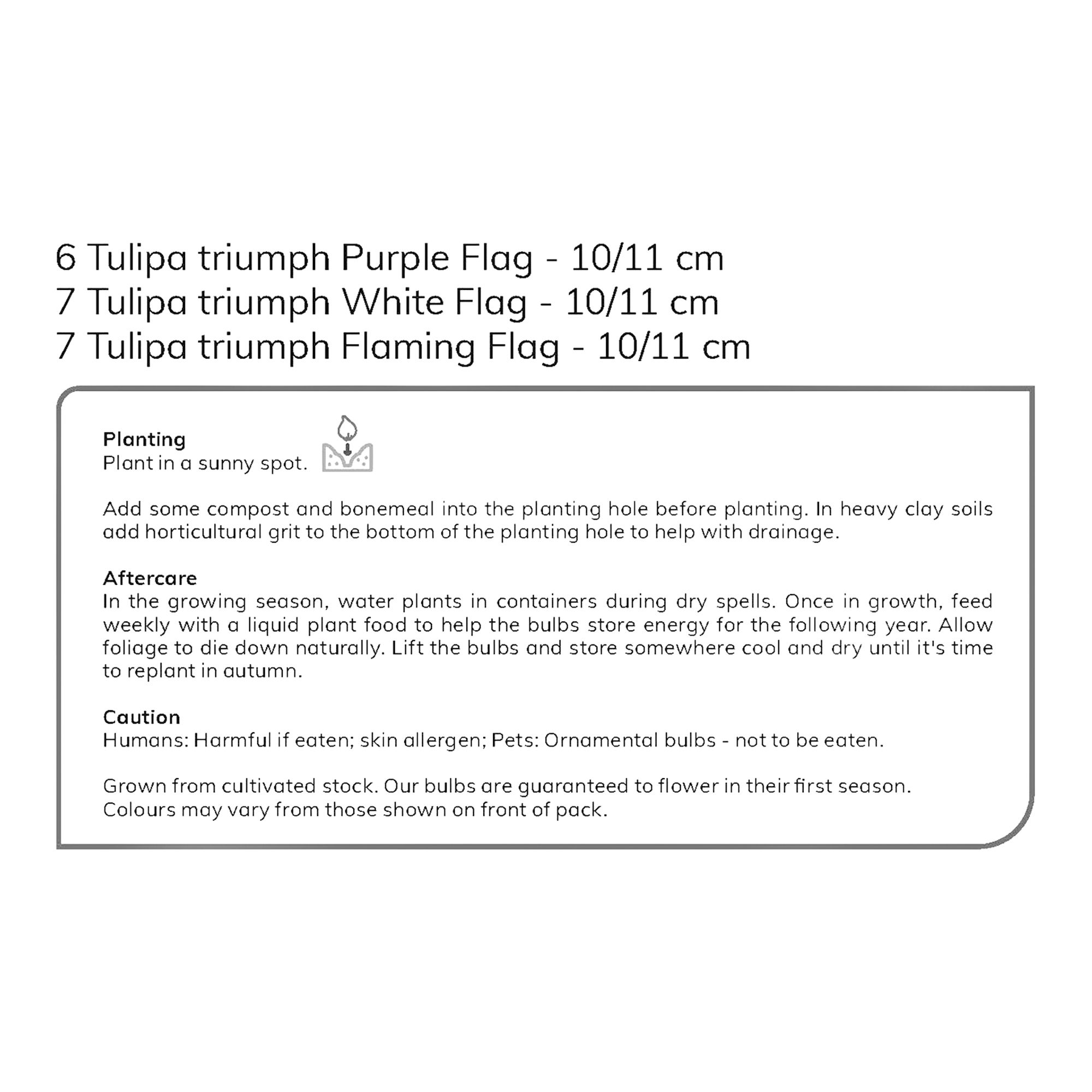 Tall Triumph Tulip Purple & White 20 Flower bulbs - 7