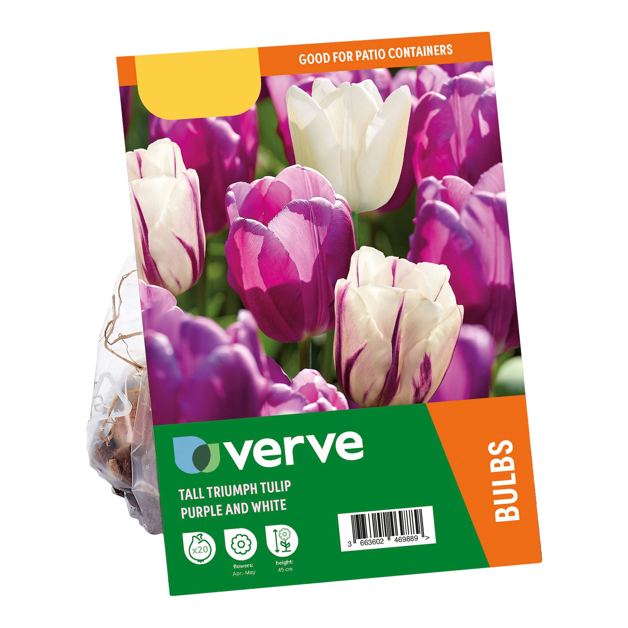 Tall Triumph Tulip Purple & White 20 Flower bulbs - 5