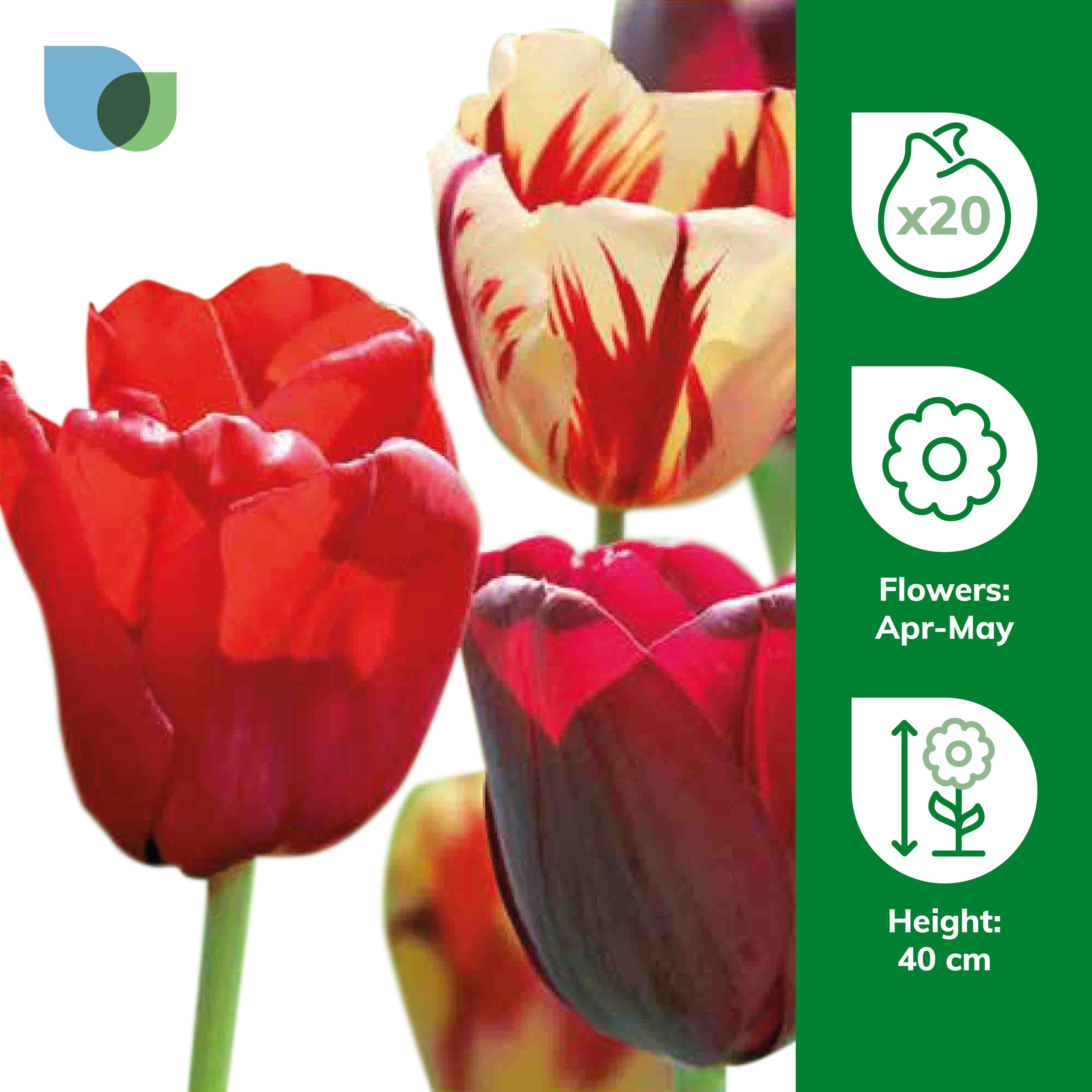 Tall Triumph Tulip Red & White 20 Flower bulbs - 4