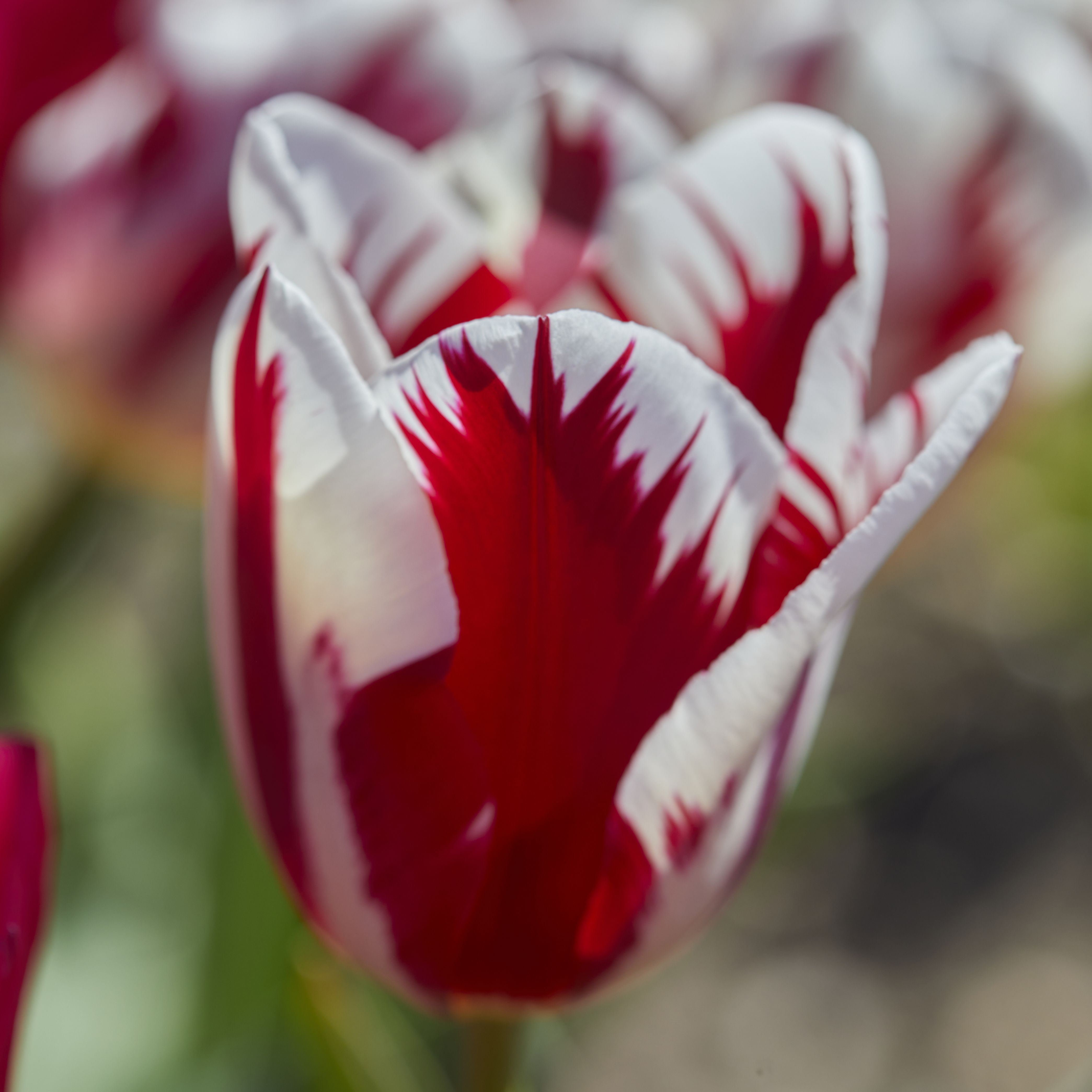 Tall Triumph Tulip Red & White 20 Flower bulbs - 7