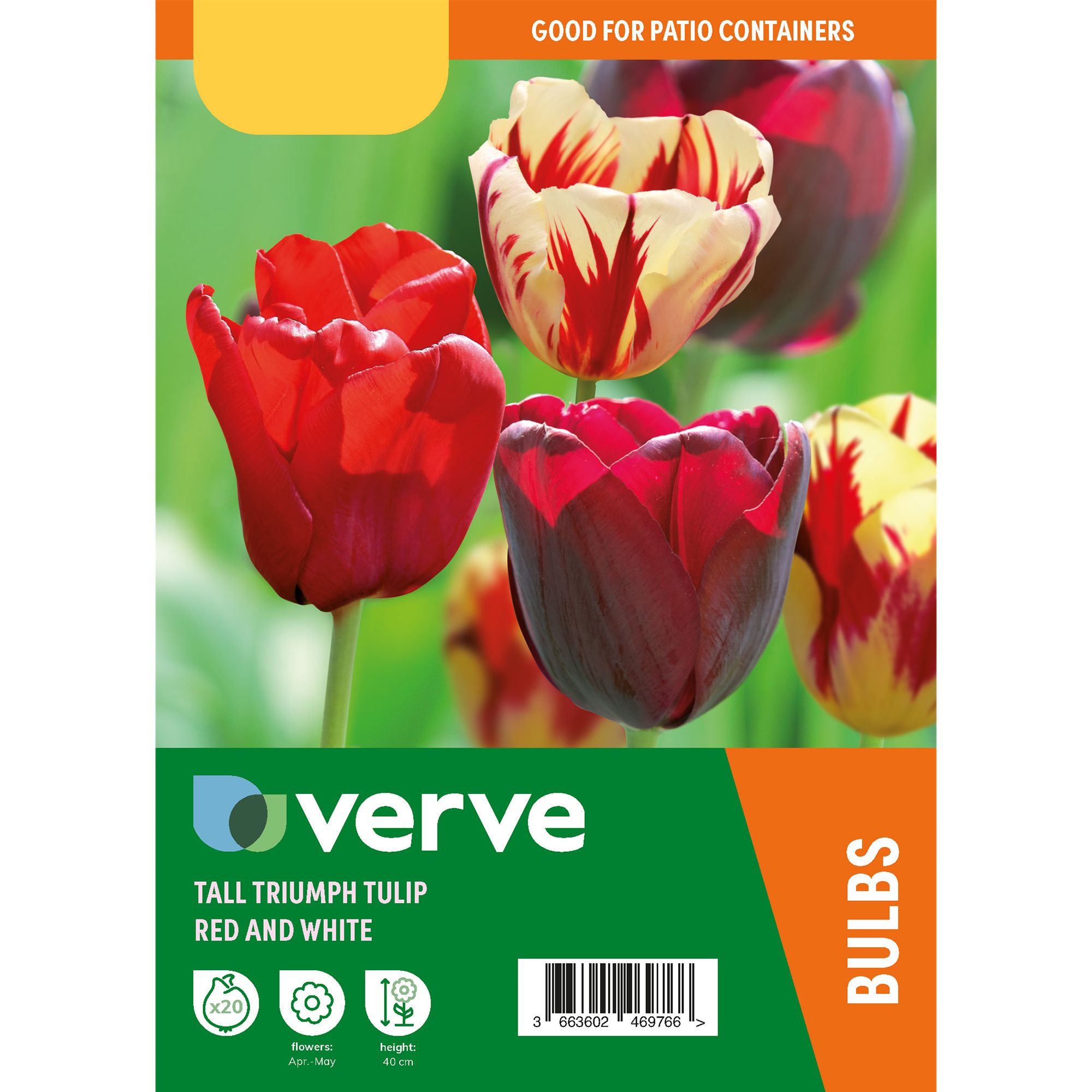 Tall Triumph Tulip Red & White 20 Flower bulbs