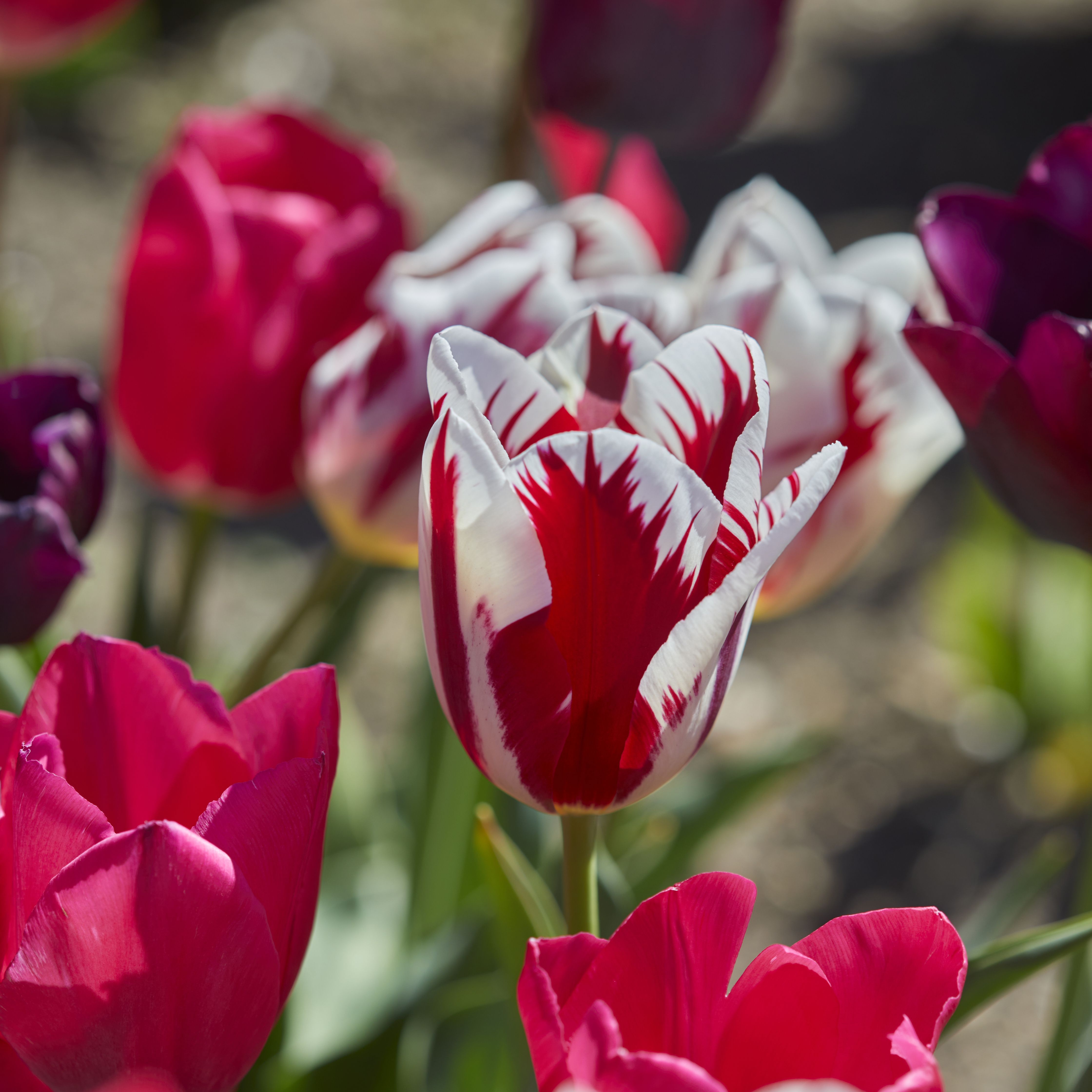 Tall Triumph Tulip Red & White 20 Flower bulbs