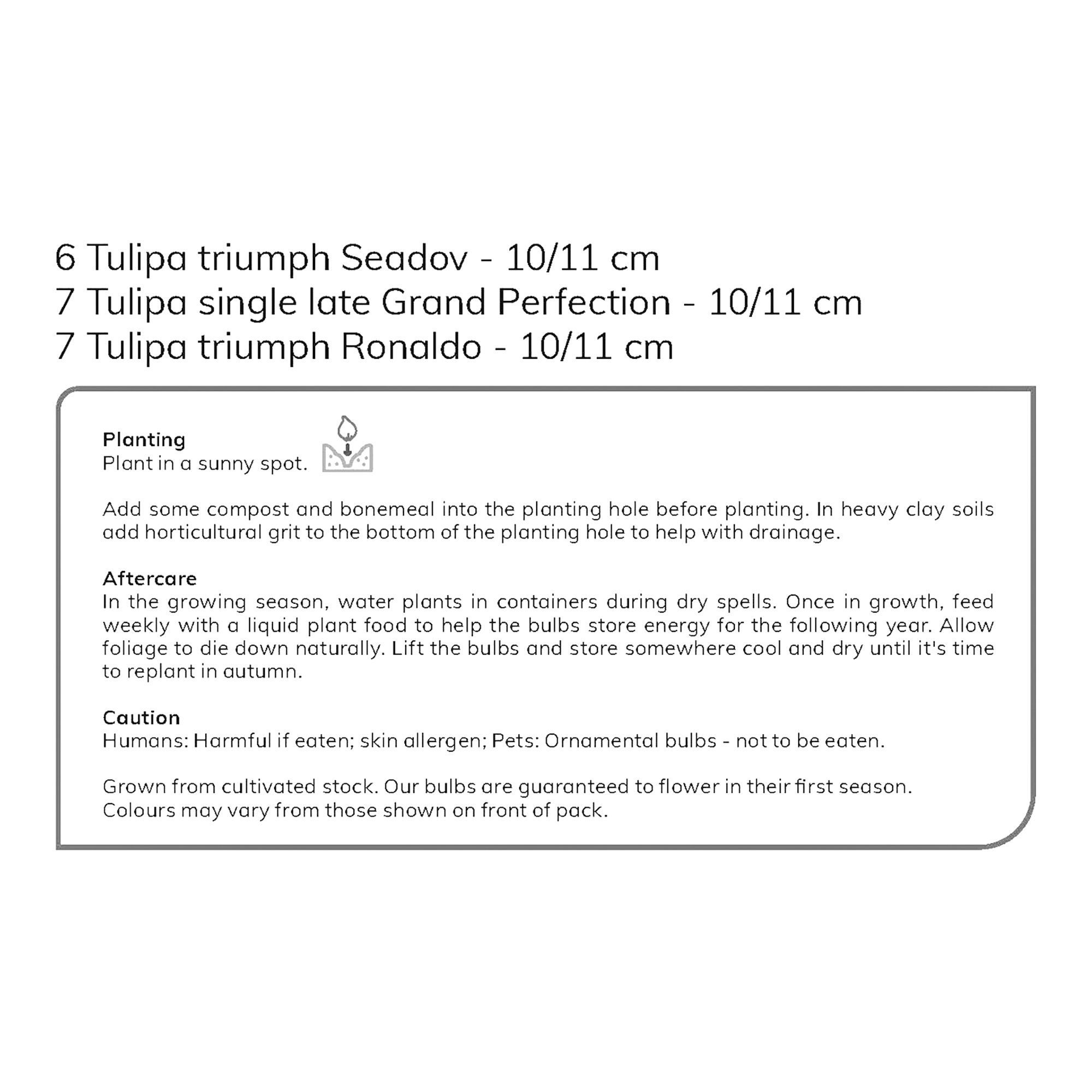 Tall Triumph Tulip Red & White 20 Flower bulbs - 5