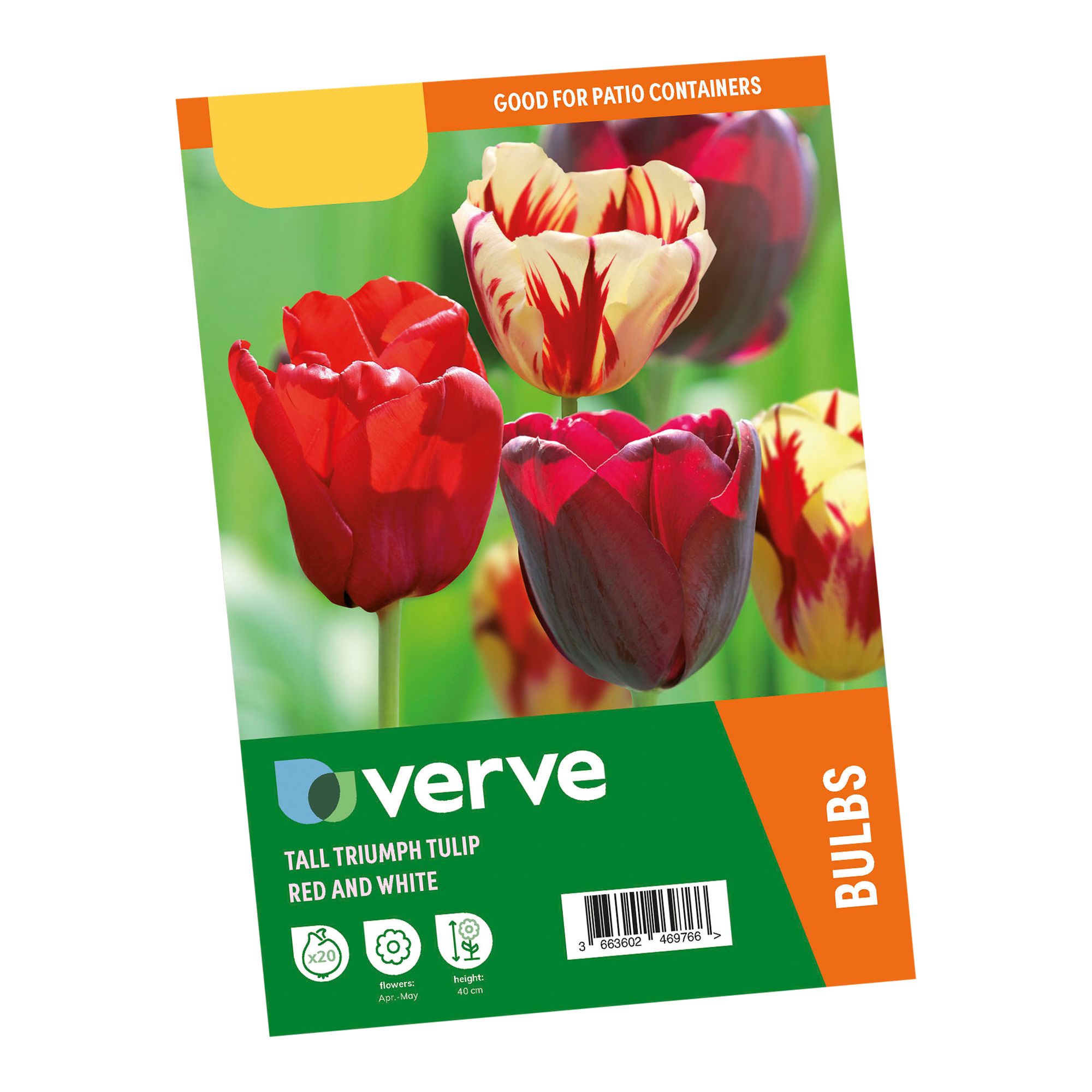 Tall Triumph Tulip Red & White 20 Flower bulbs - 8