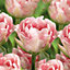 Tall tulip angelique Flower bulb, Pack of 10