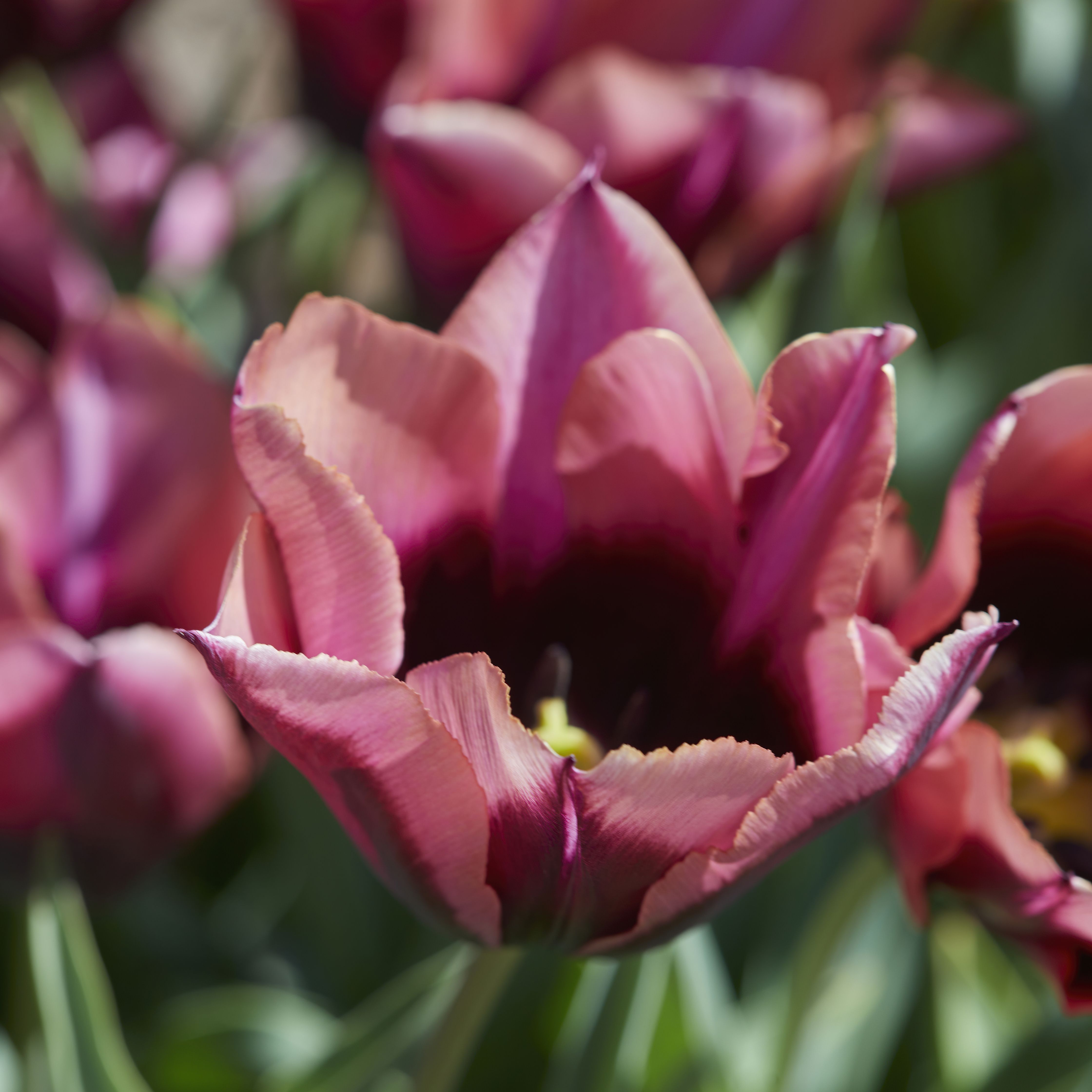 Tall Tulip Burgandy Peach Muvota / Slawa 10 Flower bulbs