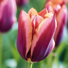 Tall Tulip Burgandy Peach Muvota / Slawa 10 Flower bulbs