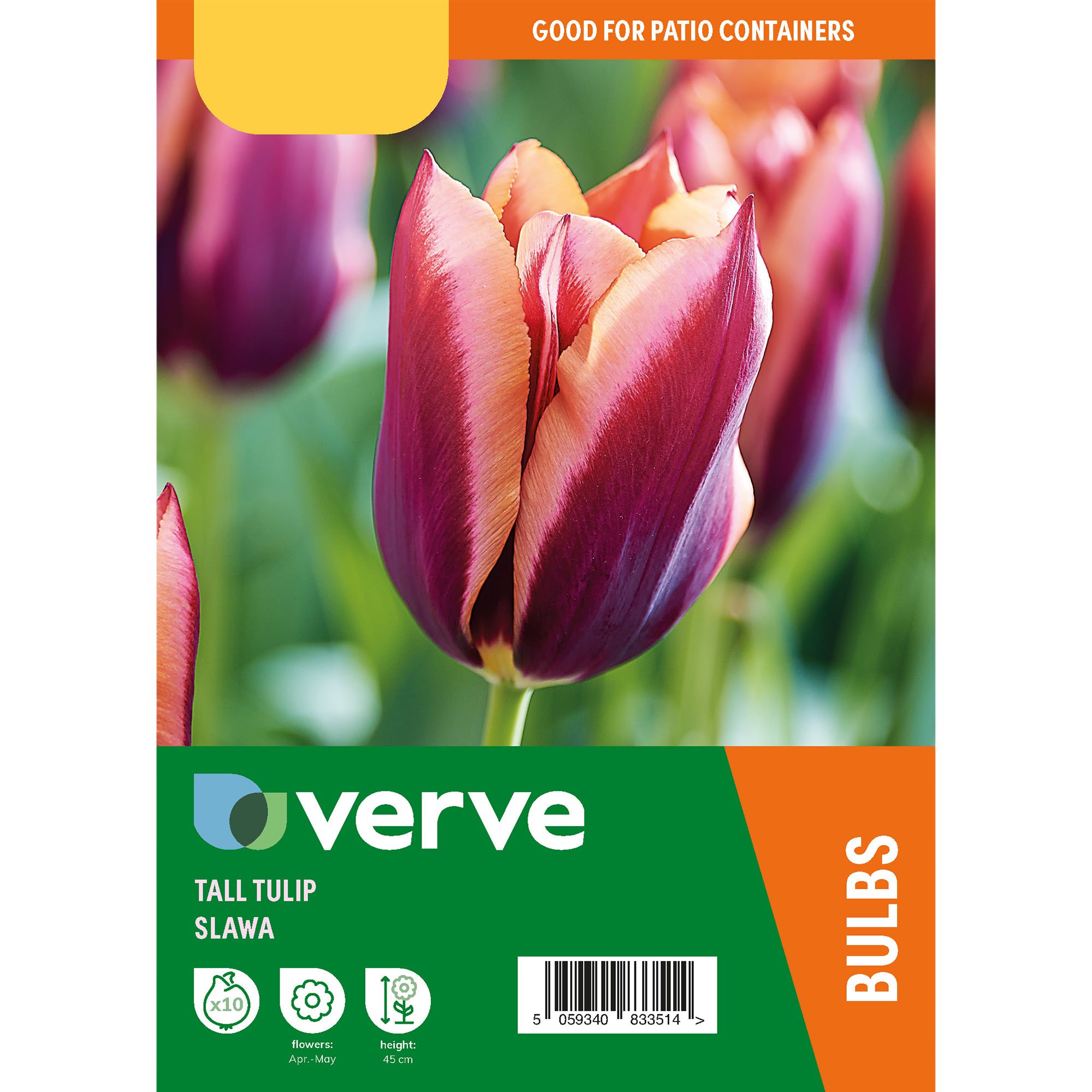 Tall Tulip Burgandy Peach Muvota / Slawa 10 Flower bulbs - 4