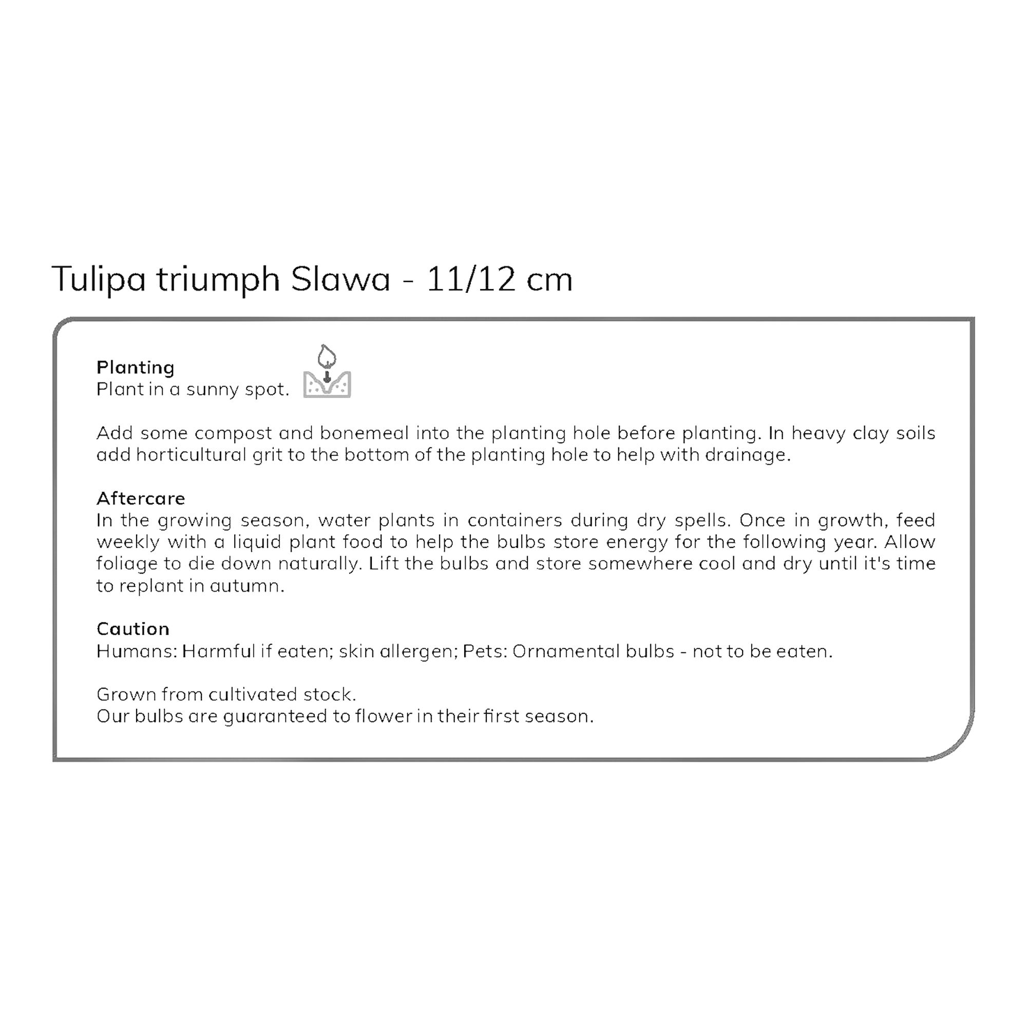 Tall Tulip Burgandy Peach Muvota / Slawa 10 Flower bulbs - 5