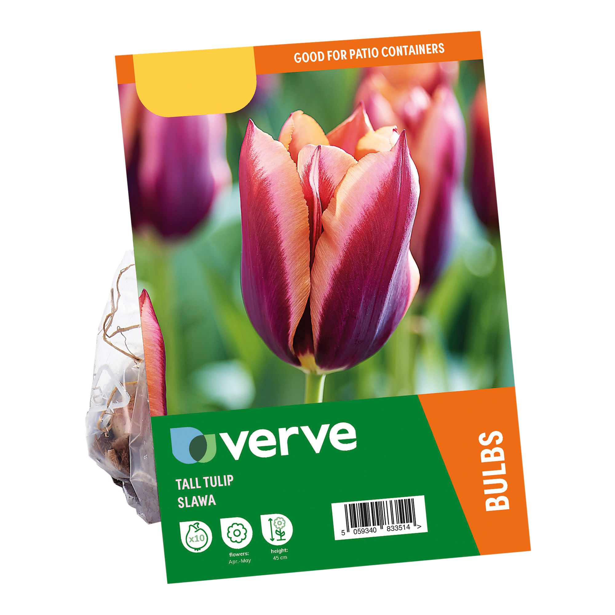 Tall Tulip Burgandy Peach Muvota / Slawa 10 Flower bulbs - 3