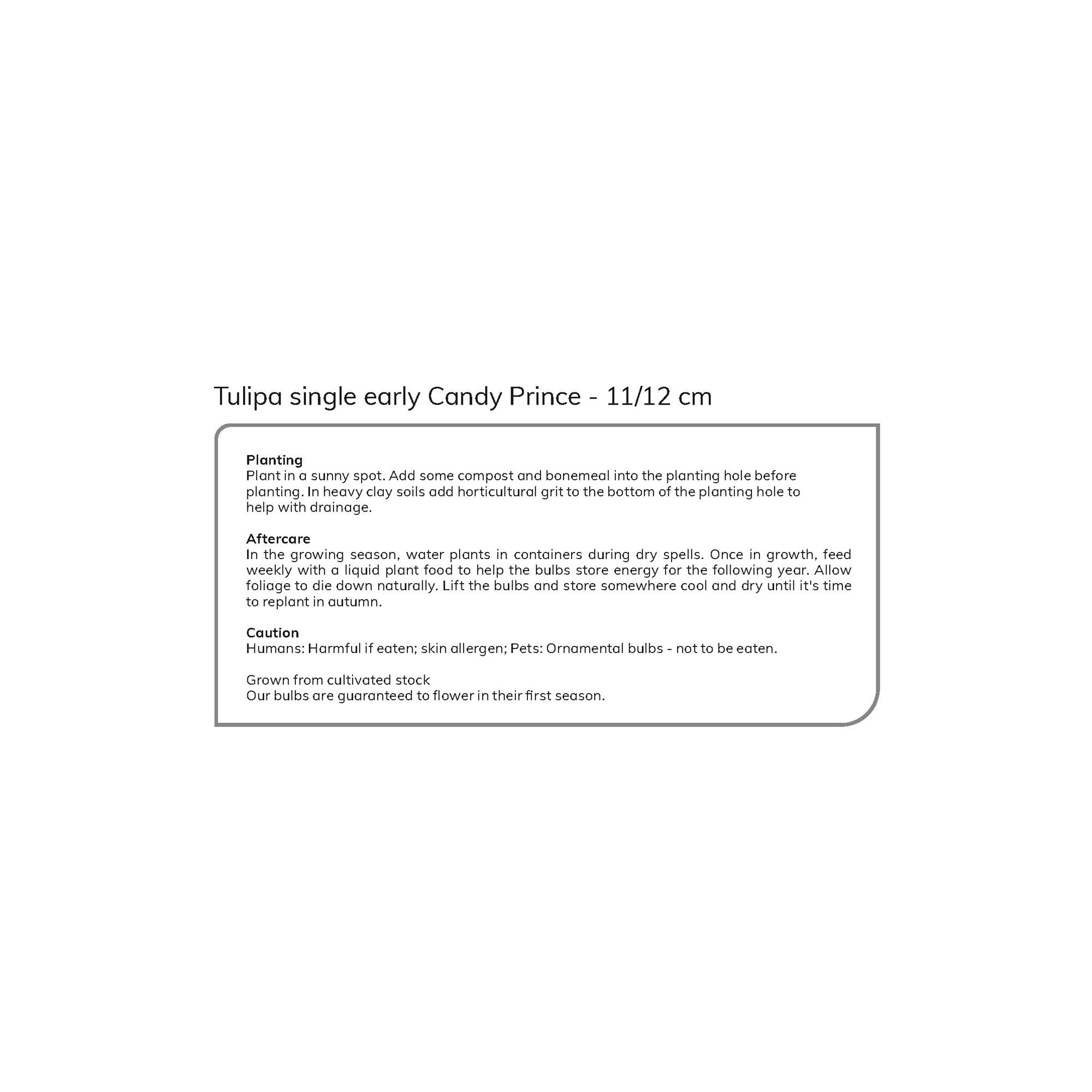 Tall tulip candy prince 10 Flower bulbs
