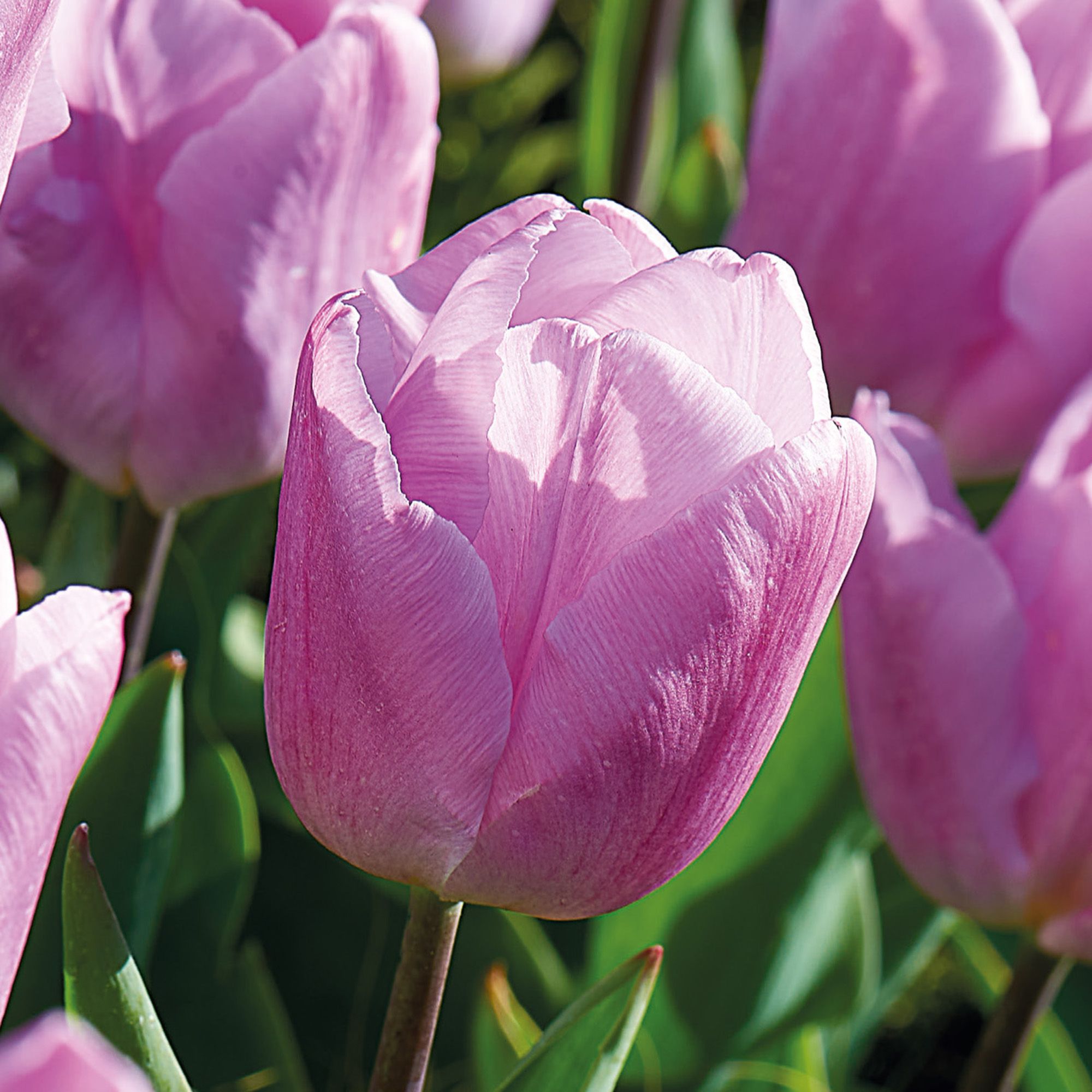 Tall tulip candy prince 10 Flower bulbs