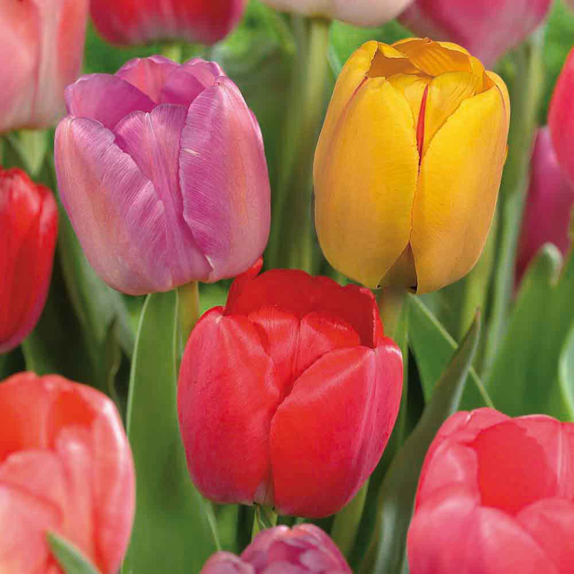 Tall Tulip Darwin hybrid mixed 50 Flower bulbs