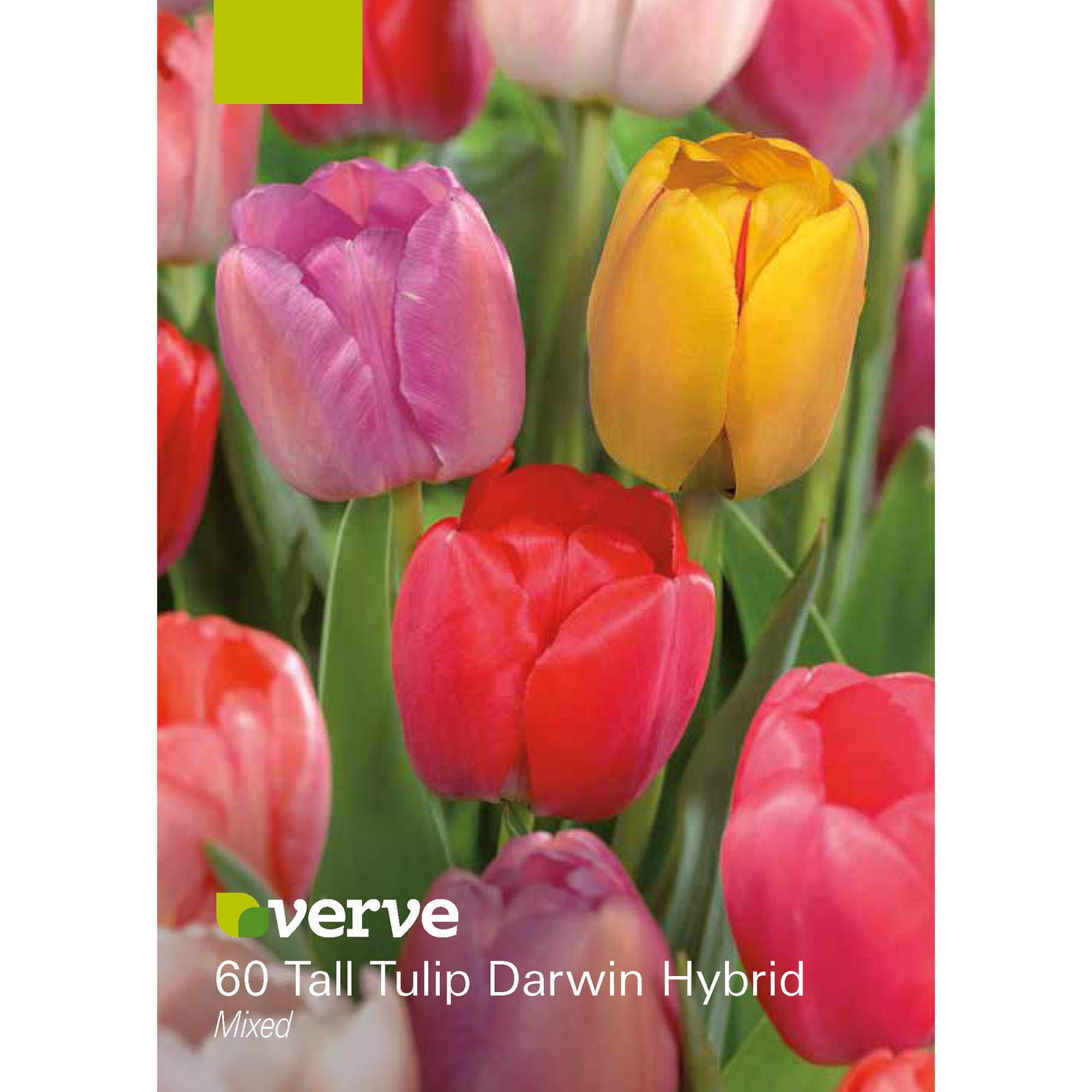 Tall Tulip Darwin hybrid mixed 50 Flower bulbs