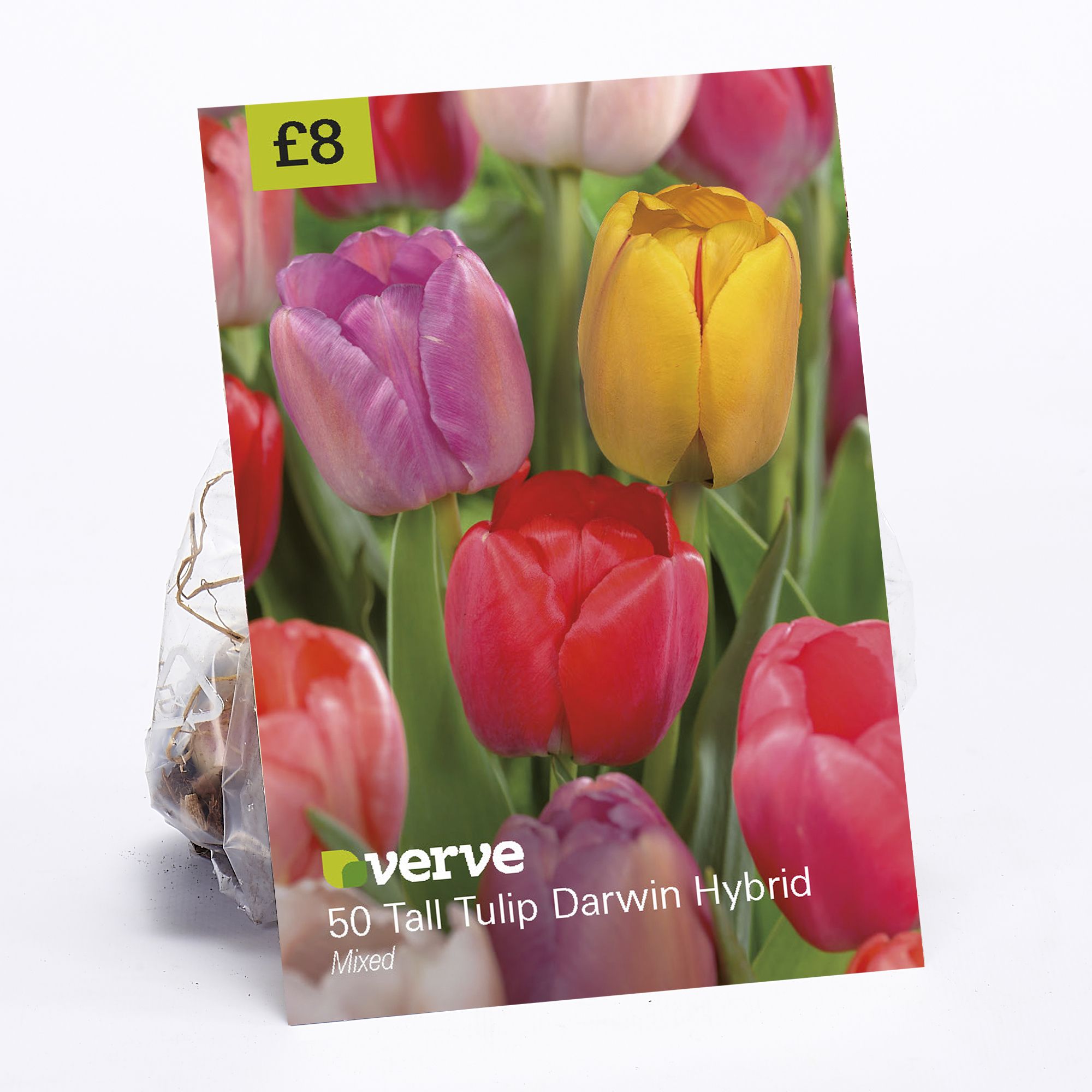 Tall Tulip Darwin hybrid mixed 50 Flower bulbs