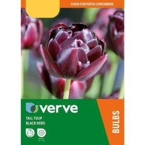 Tall Tulip Double Black Hero Flower bulb, Pack of 10