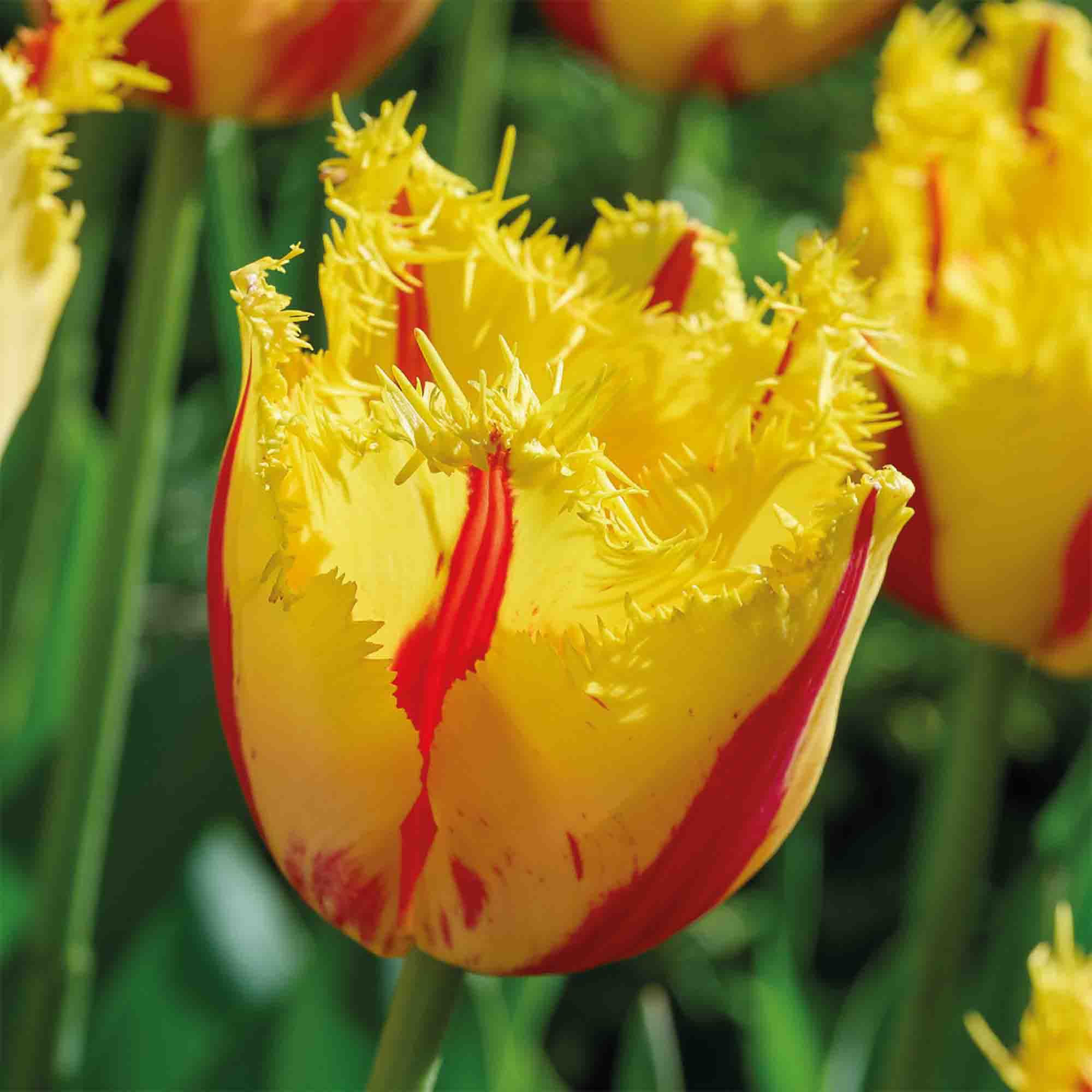 Tall Tulip Double Party Clown 10 Flower bulbs - 4
