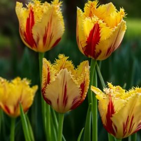 Tall Tulip Double Party Clown 10 Flower bulbs