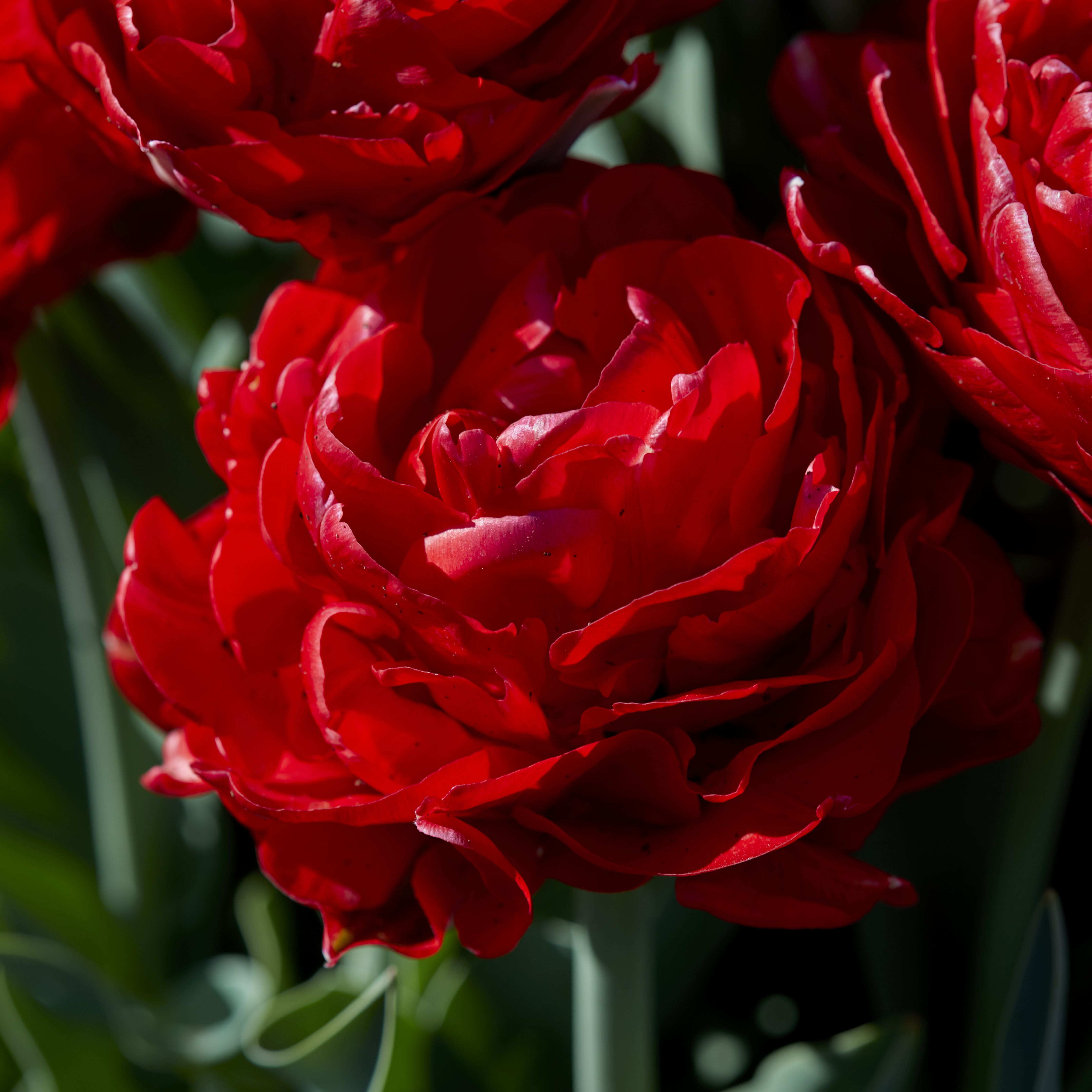 Tall Tulip Double Red Pamplona 10 Flower bulbs