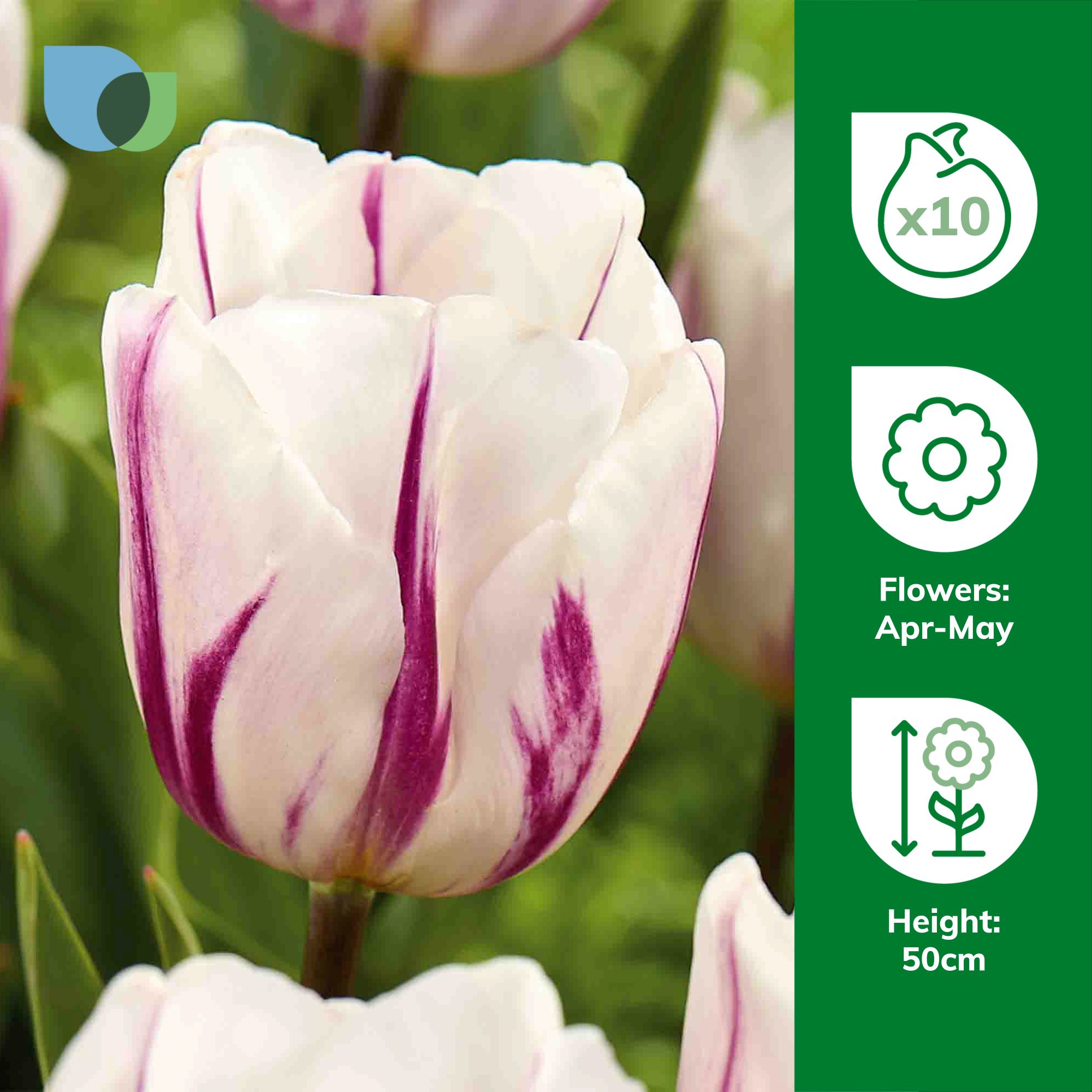 Tall Tulip Flaming Flag 10 Flower bulbs