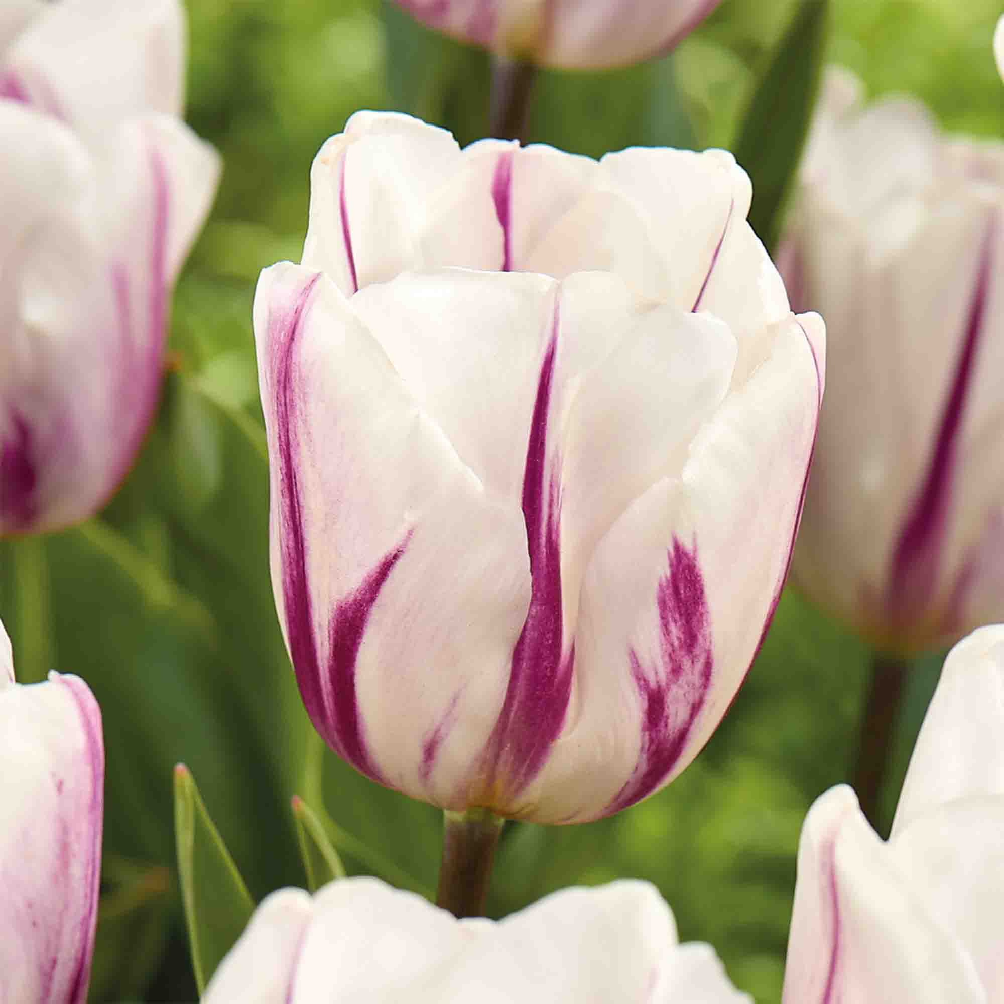 Tall Tulip Flaming Flag 10 Flower bulbs - 4