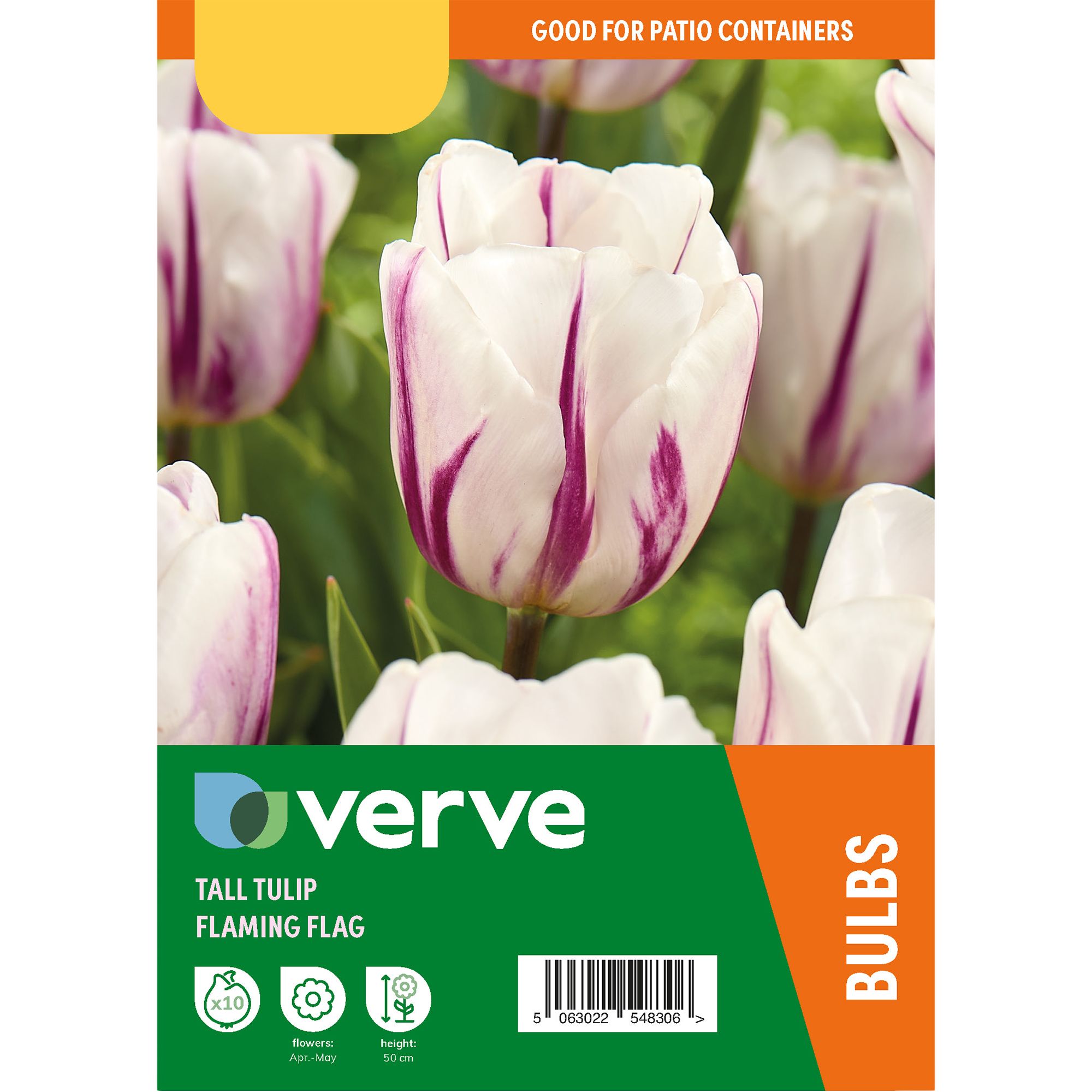 Tall Tulip Flaming Flag 10 Flower bulbs