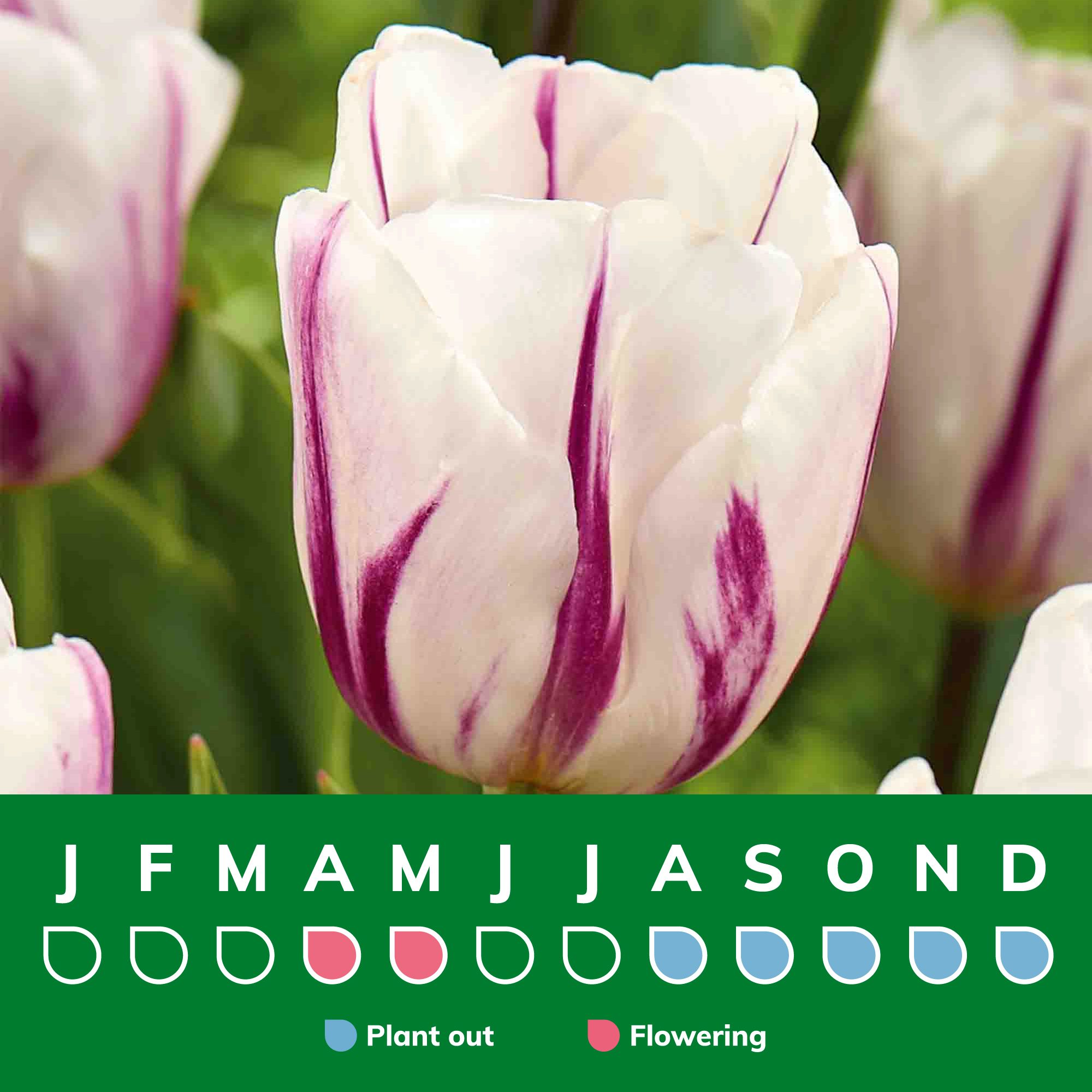 Tall Tulip Flaming Flag 10 Flower bulbs