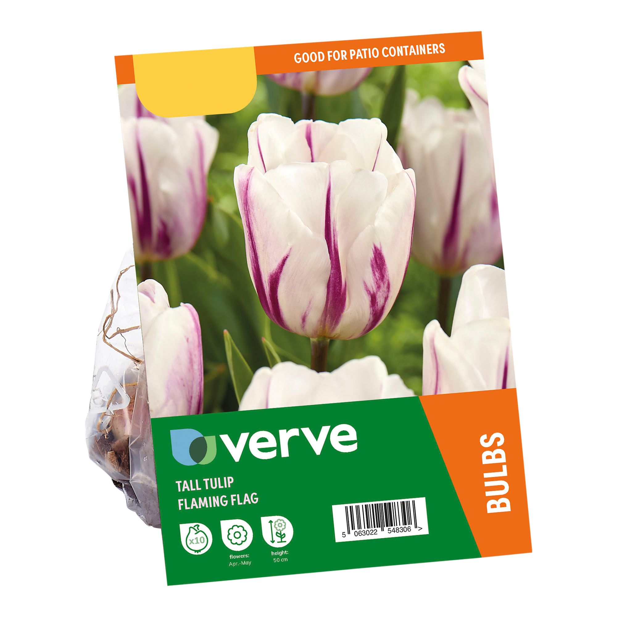 Tall Tulip Flaming Flag 10 Flower bulbs - 5