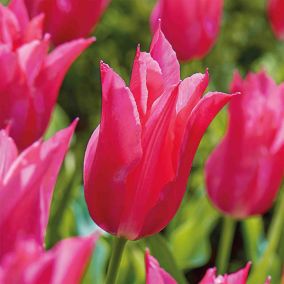 Tall Tulip Lily Pink Mariette 10 Flower bulbs