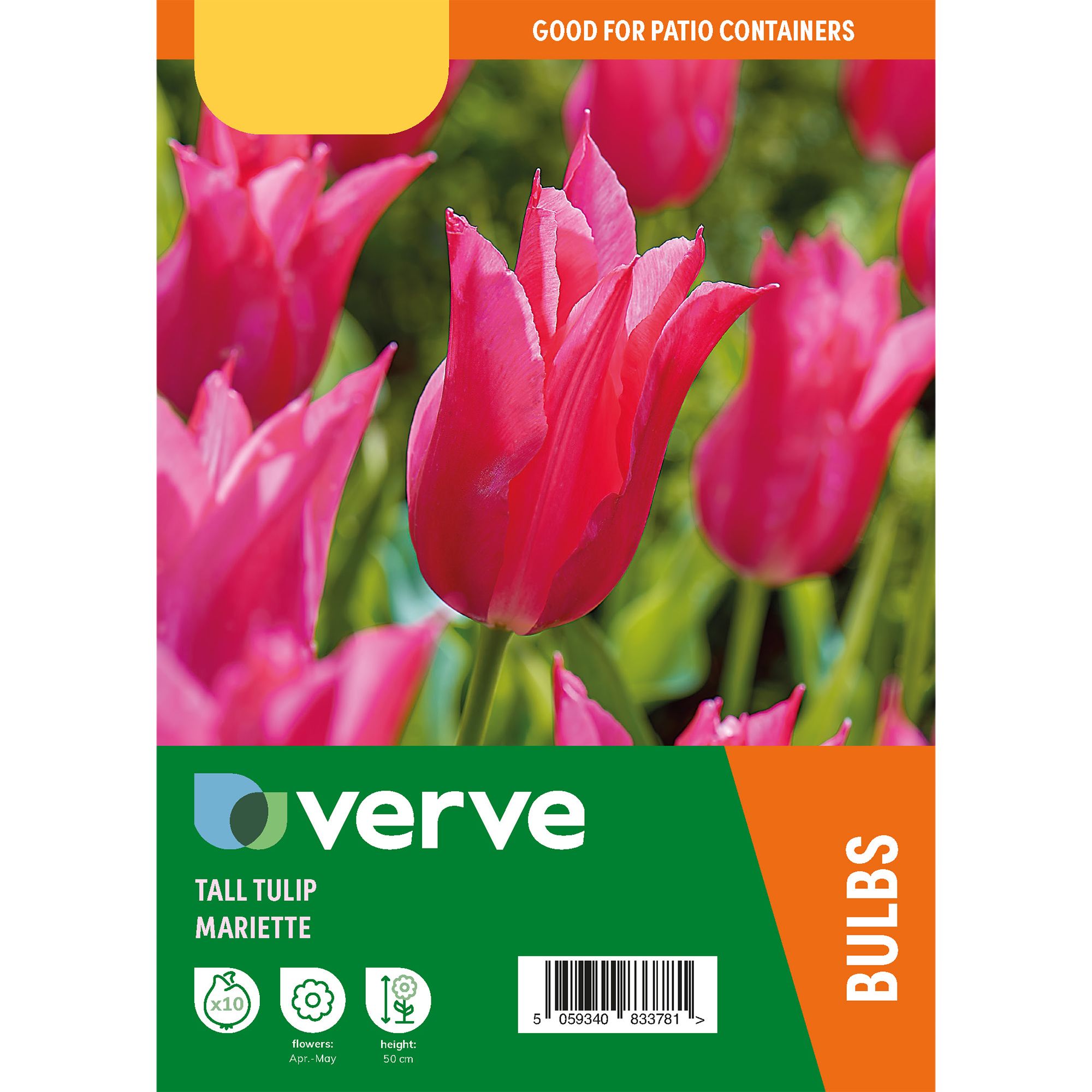 Tall Tulip Lily Pink Mariette 10 Flower bulbs - 4