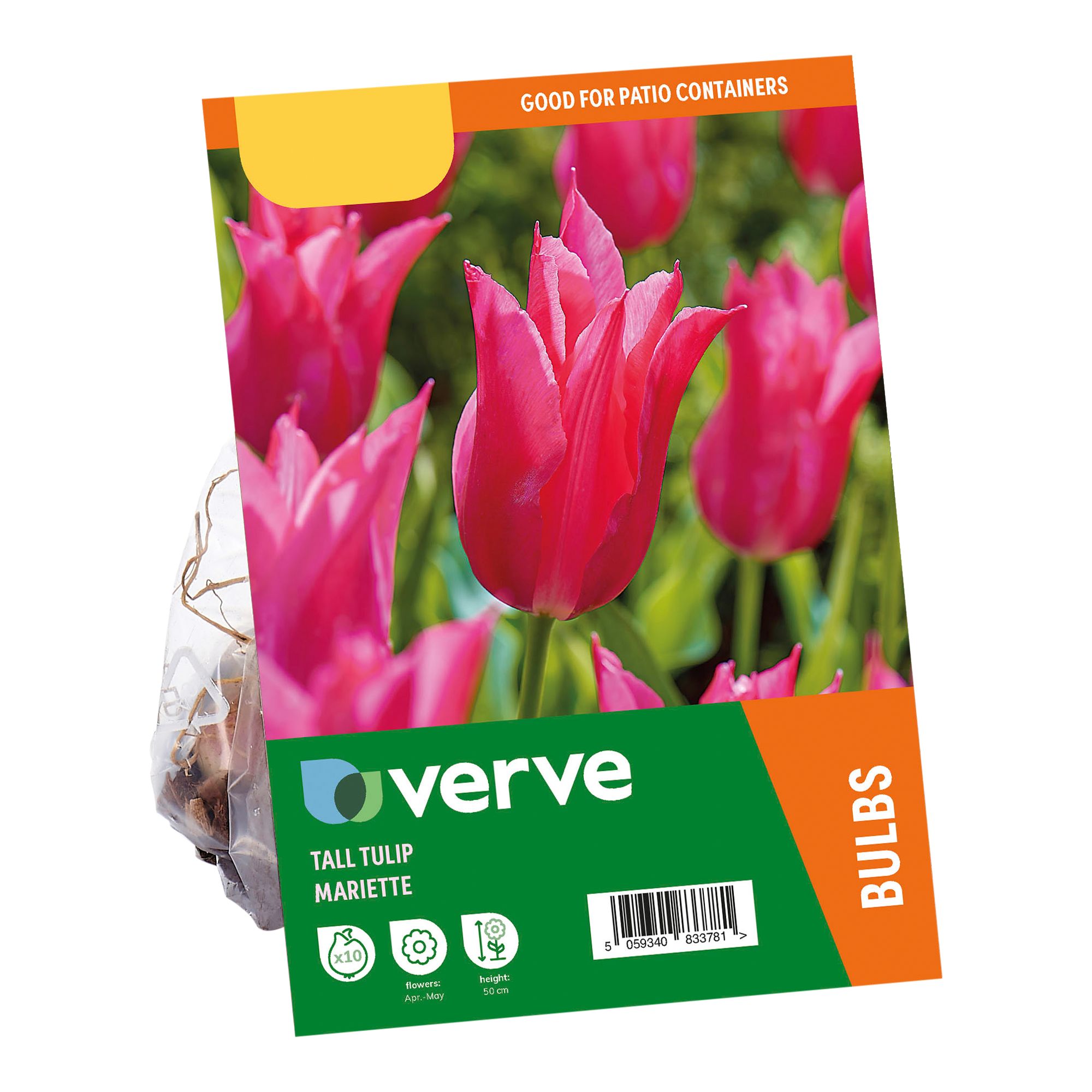 Tall Tulip Lily Pink Mariette 10 Flower bulbs - 3