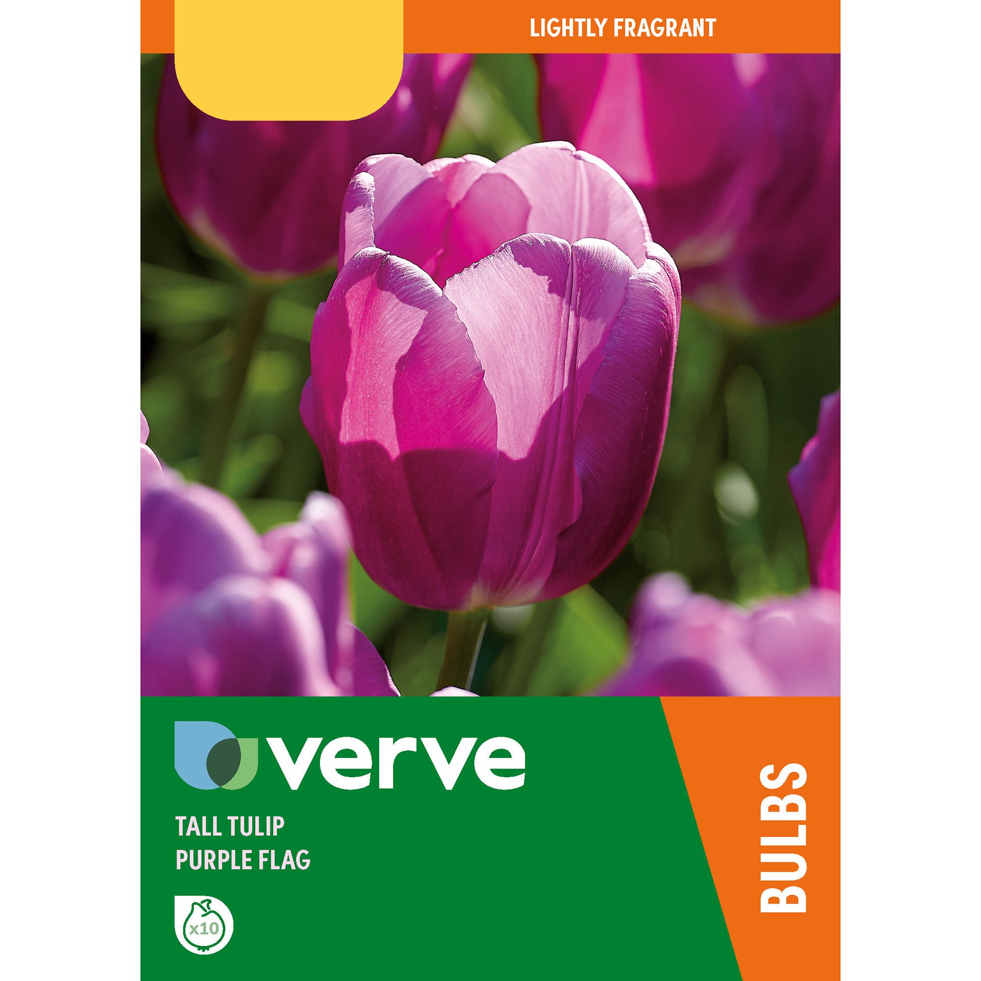 Tall tulip purple flag Flower bulb, Pack of 10 DIY at B&Q