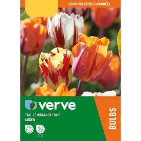 Tall tulip rembrandt mixed Flower bulb, Pack of 20