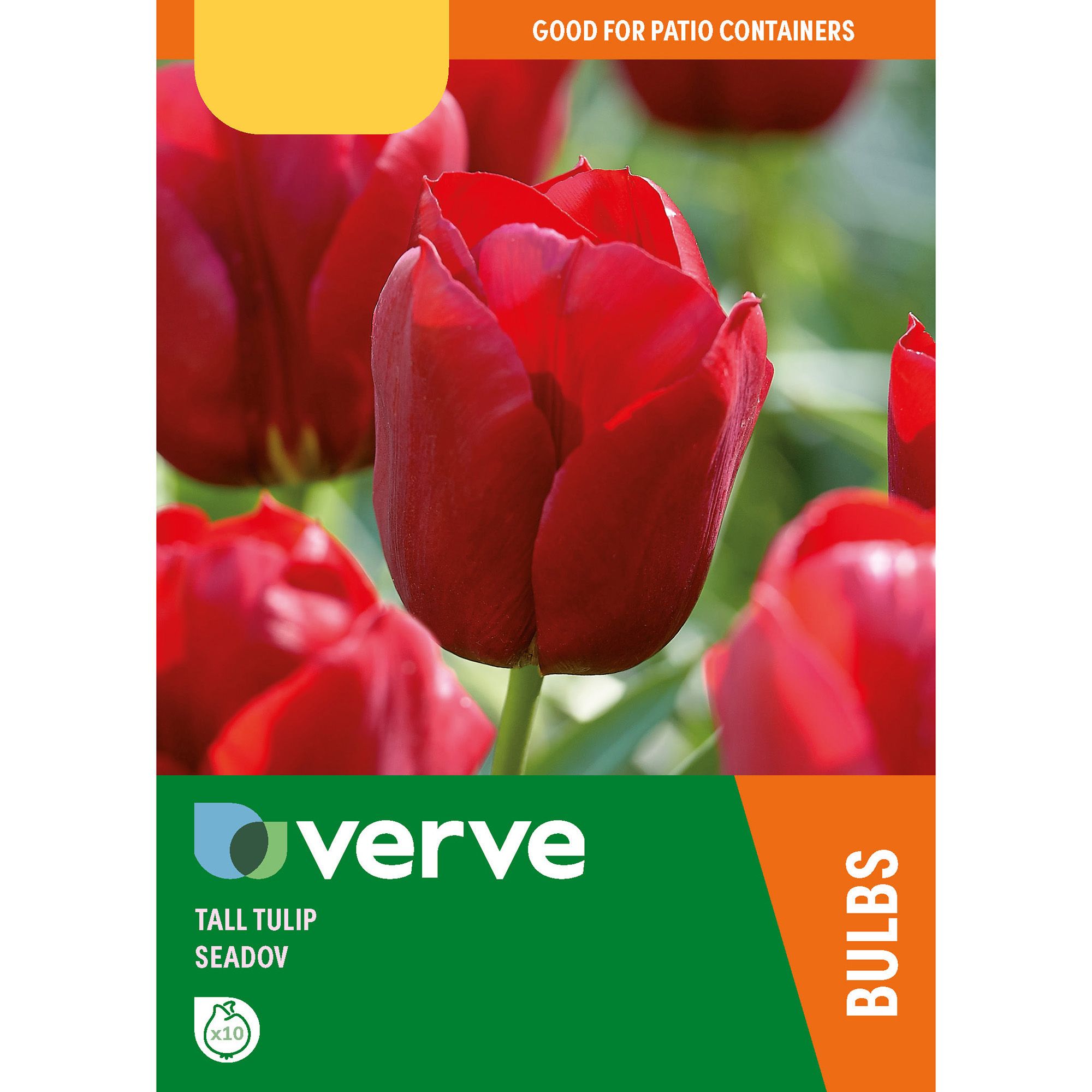 Tall tulip seadov Flower bulb, Pack of 10 DIY at B&Q