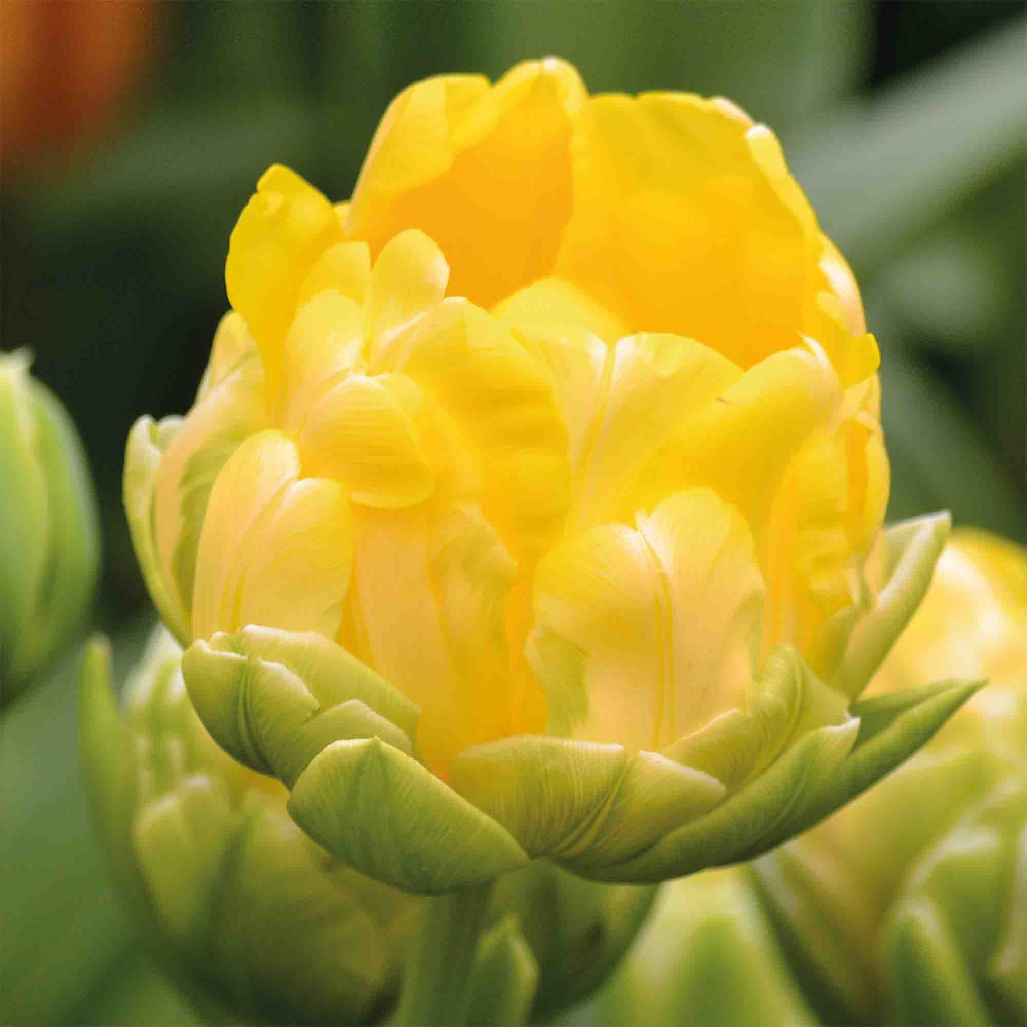 Tall Tulip Vanille Coupe 10 Flower bulbs - 4
