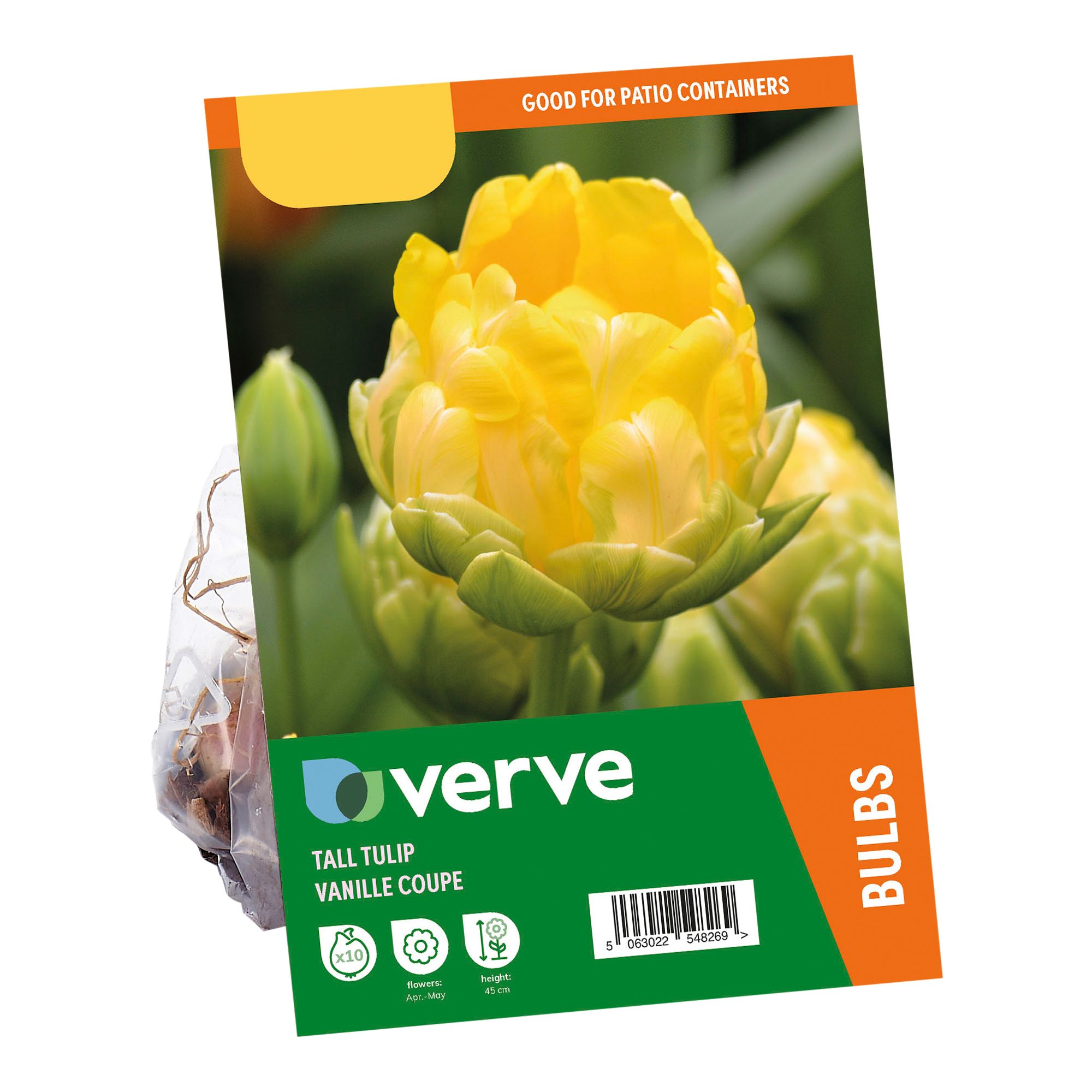 Tall Tulip Vanille Coupe 10 Flower bulbs - 3