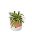 Terracotta & white Terracotta Circular Plant pot (Dia)16.1cm