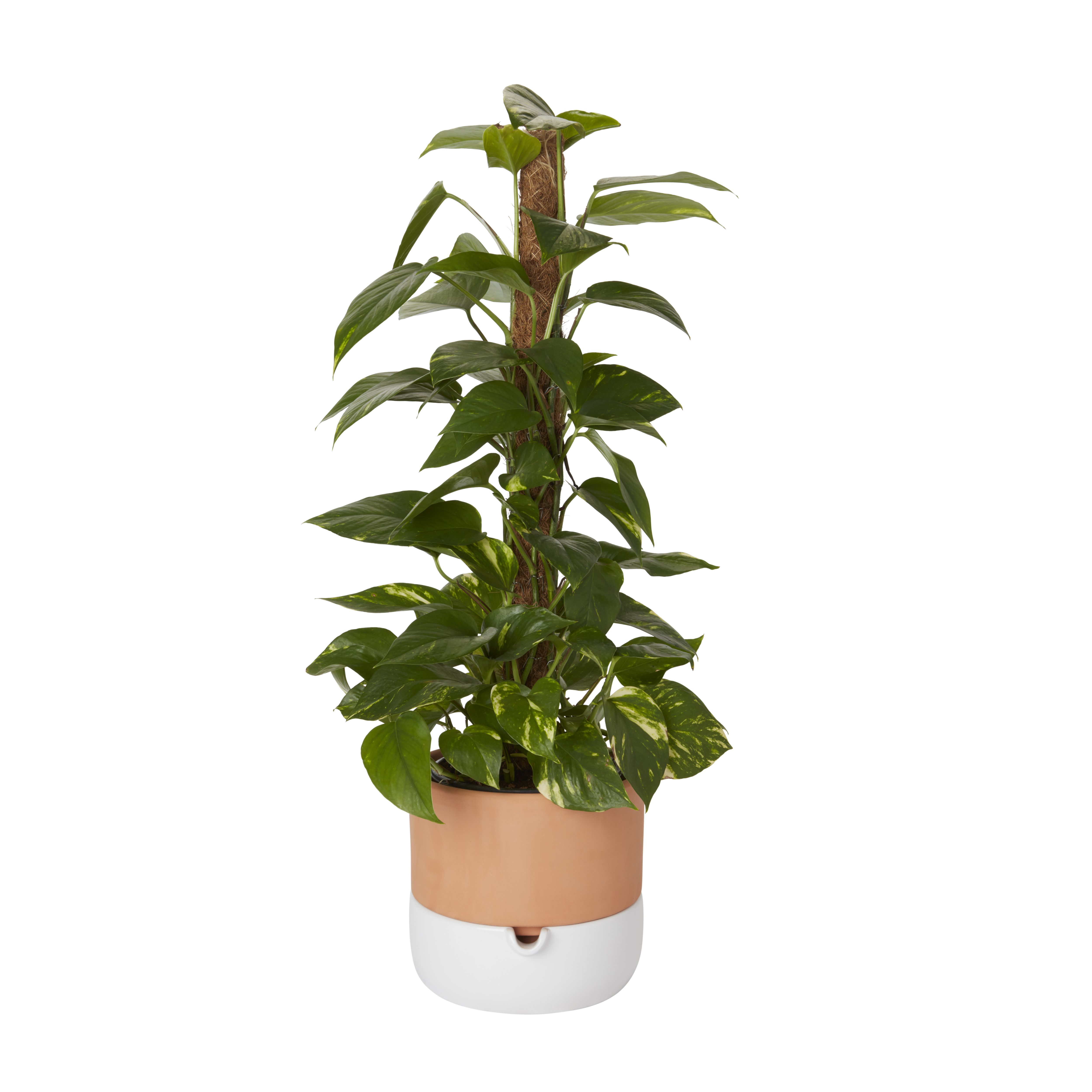 Terracotta & white Terracotta Circular Plant pot (Dia)22.8cm