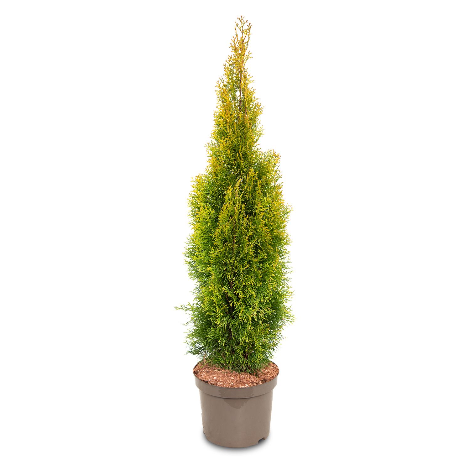 THUJA GOLDEN SMARAGD