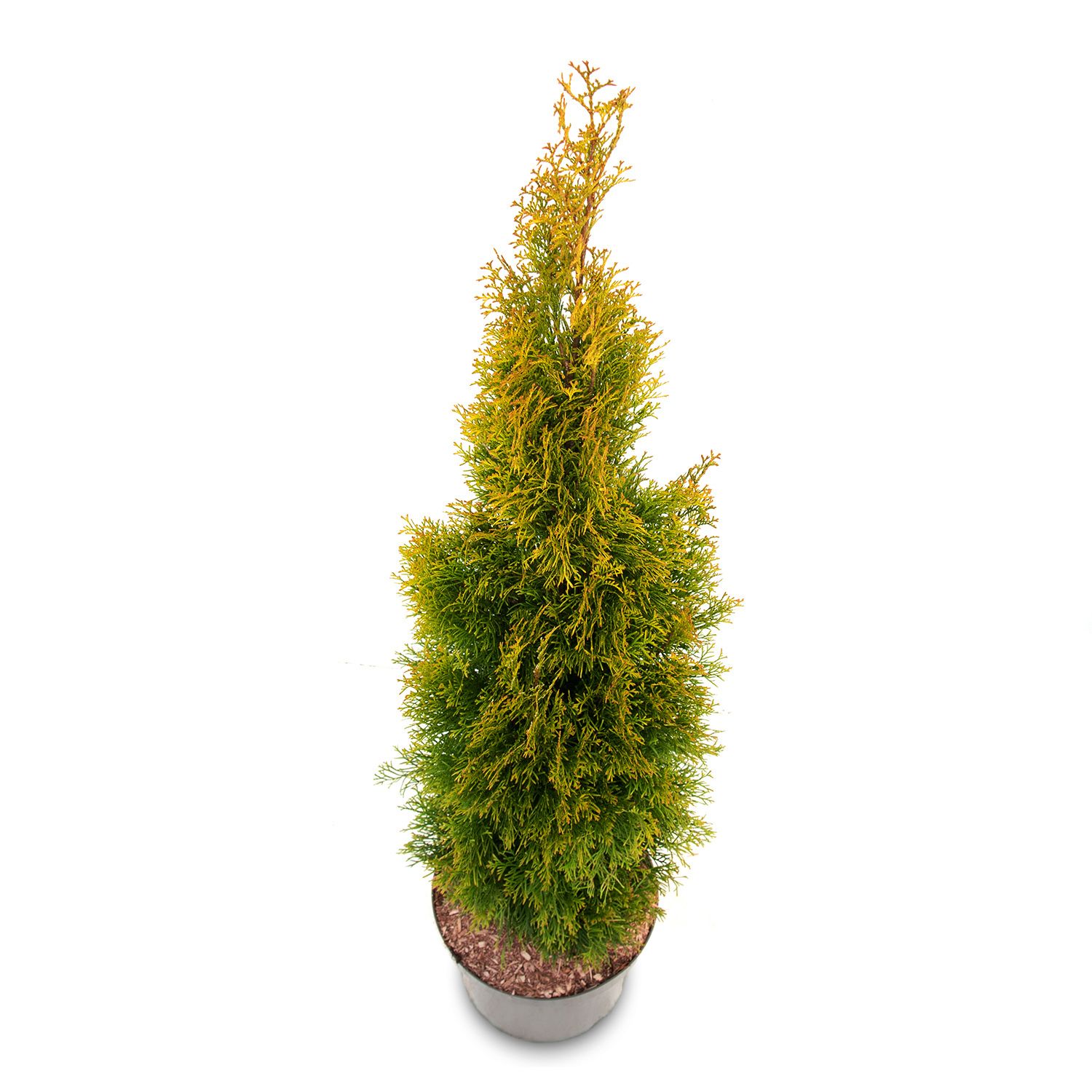 THUJA GOLDEN SMARAGD