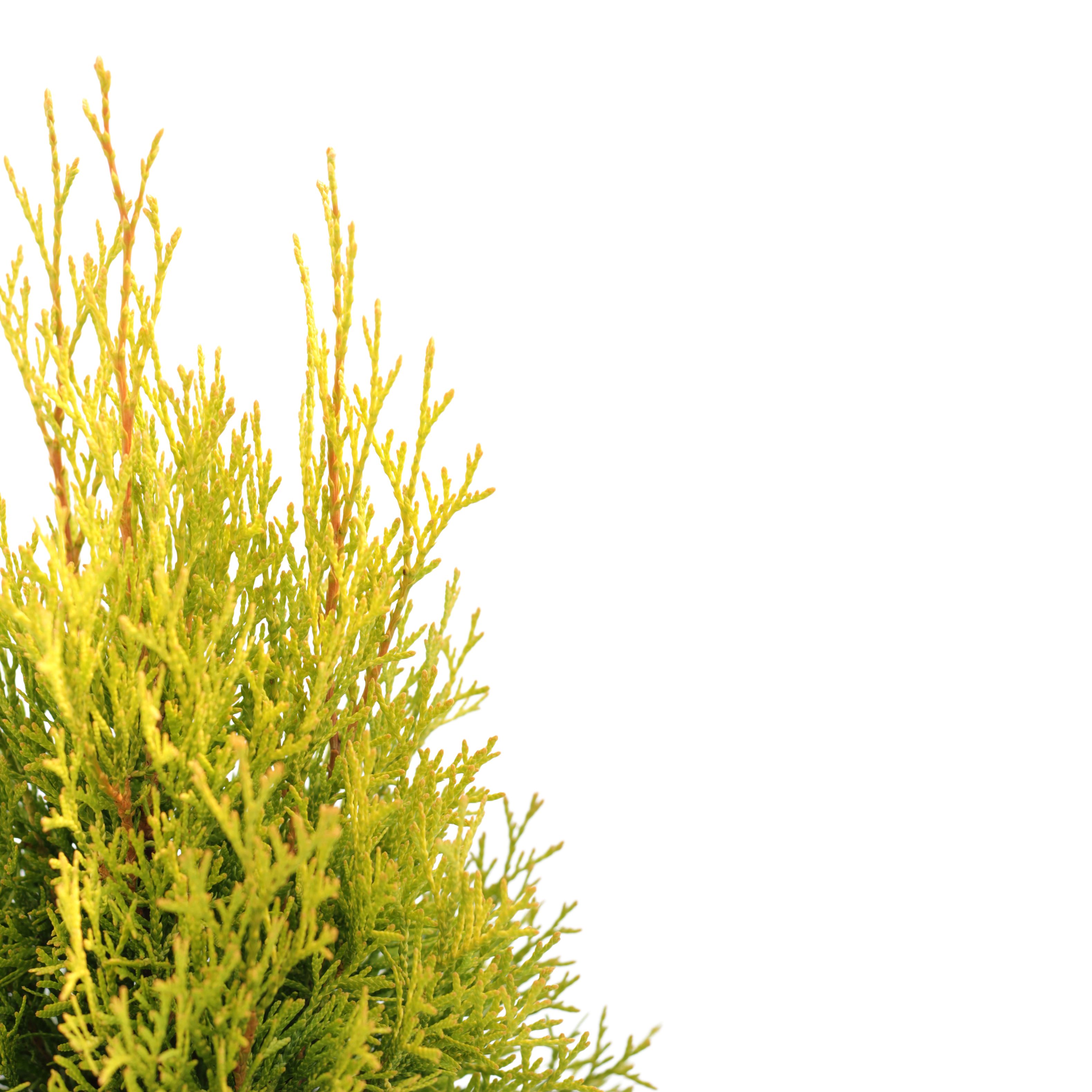 THUJA GOLDEN SMARAGD