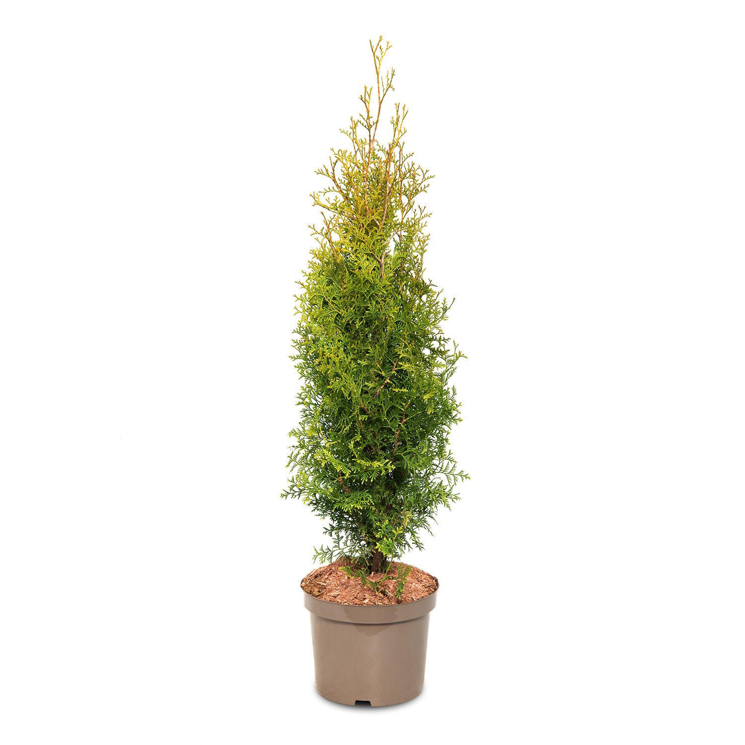 peperomia zimmerpflanze Peperomia caperata burbella, Terrarienpflanze, Zimmerpflanze –  Tims-Terraristik main image 0