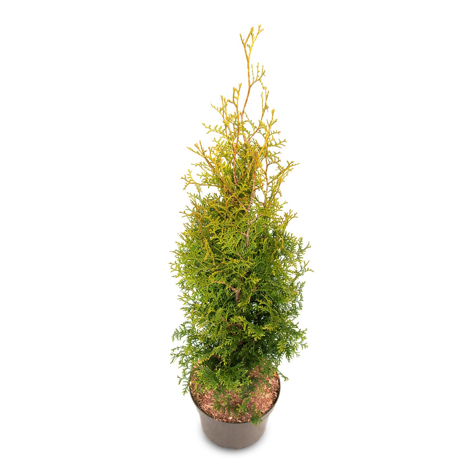 THUJA KING OF BRABANT